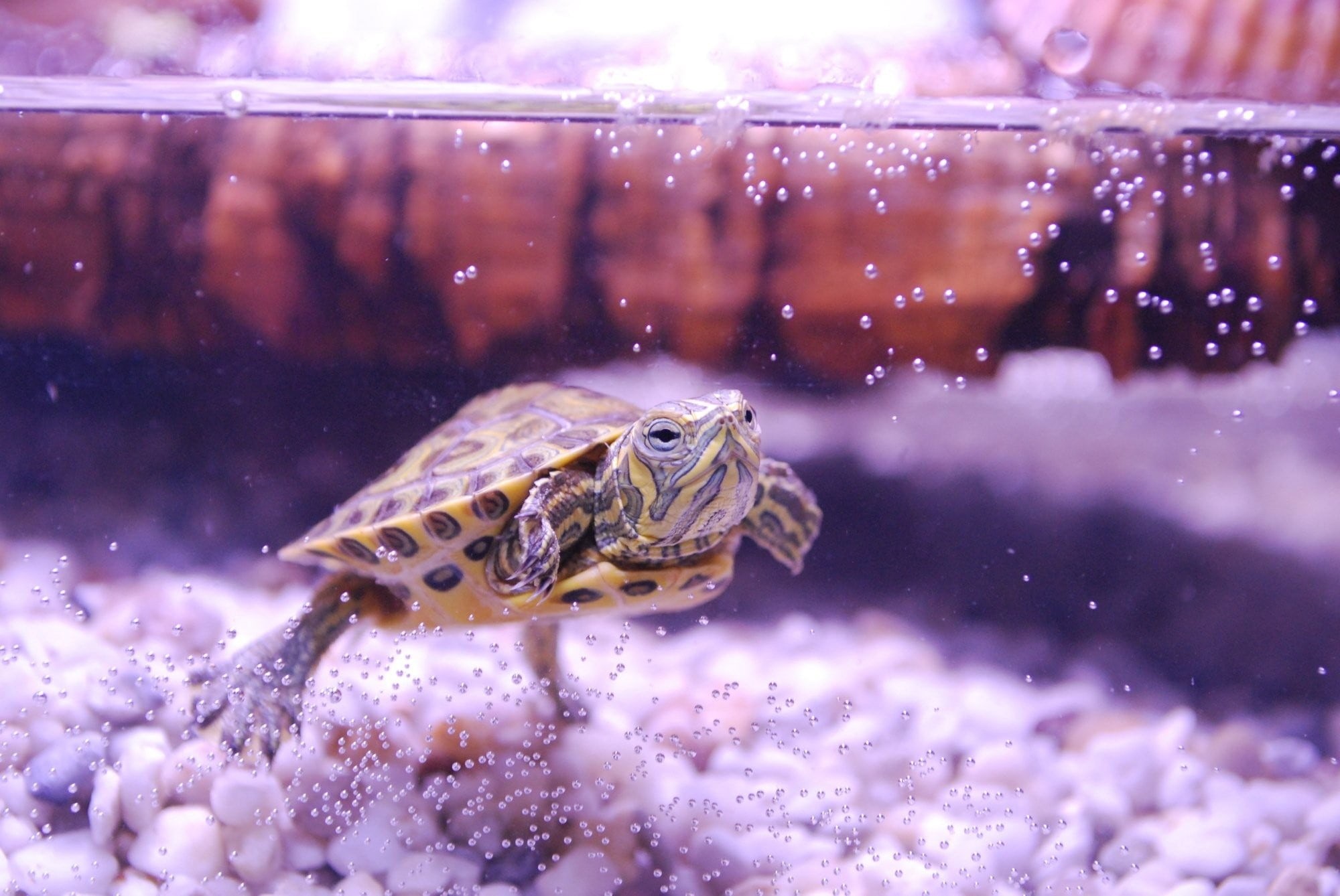mouth open, yellow-bellied, animals in captivity, nature, animal themes, close-up, selective focus, fish tank, wildlife, aquarium, aquatic, pets, trachemys scripta, HD Wallpaper