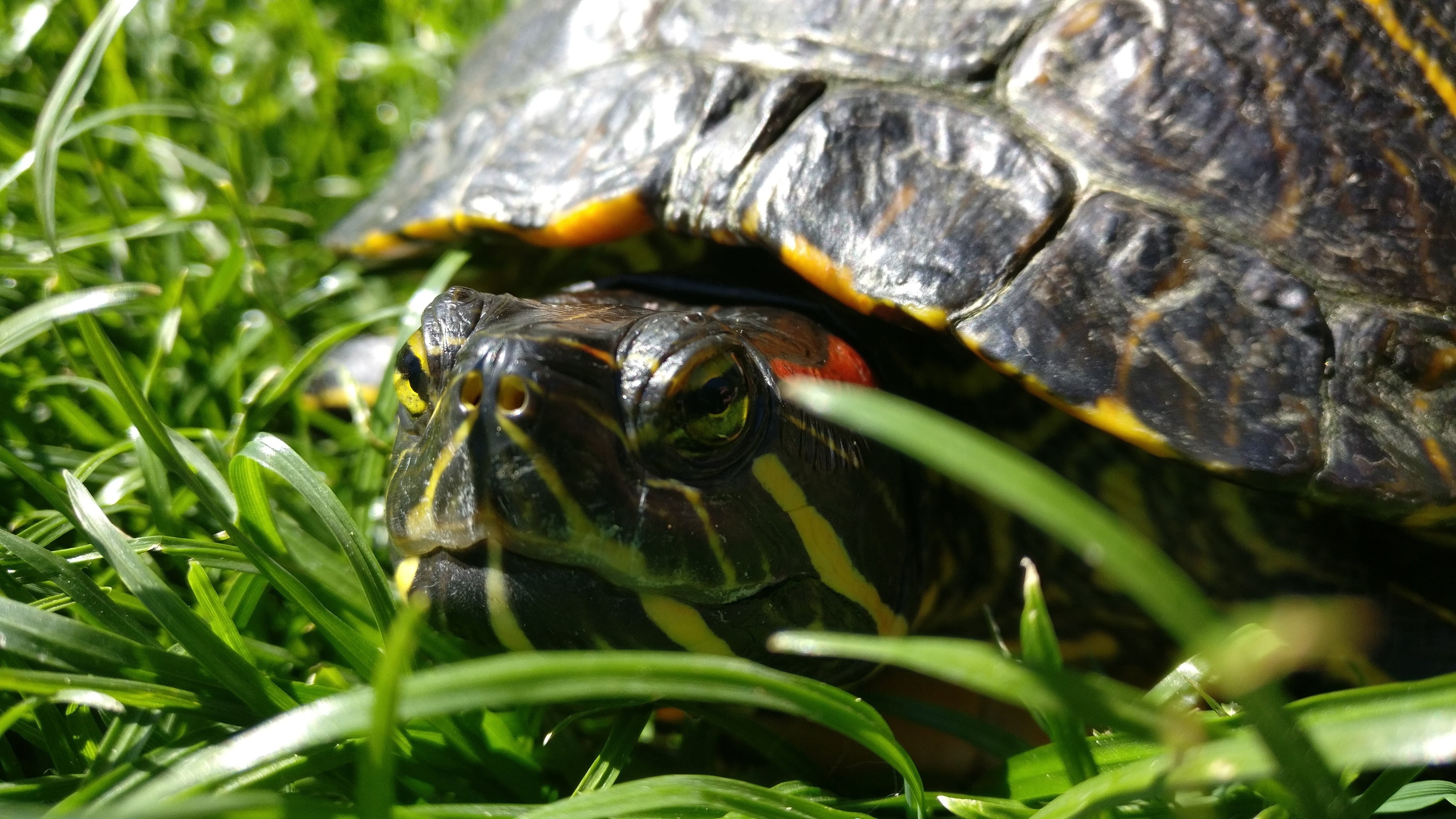 nature, selective focus, animal eye, tortoise, pets, outdoors, animal themes, animal, vertebrate, plant, animals in the wild, leaf, close-up, shell, animal wildlife, HD Wallpaper