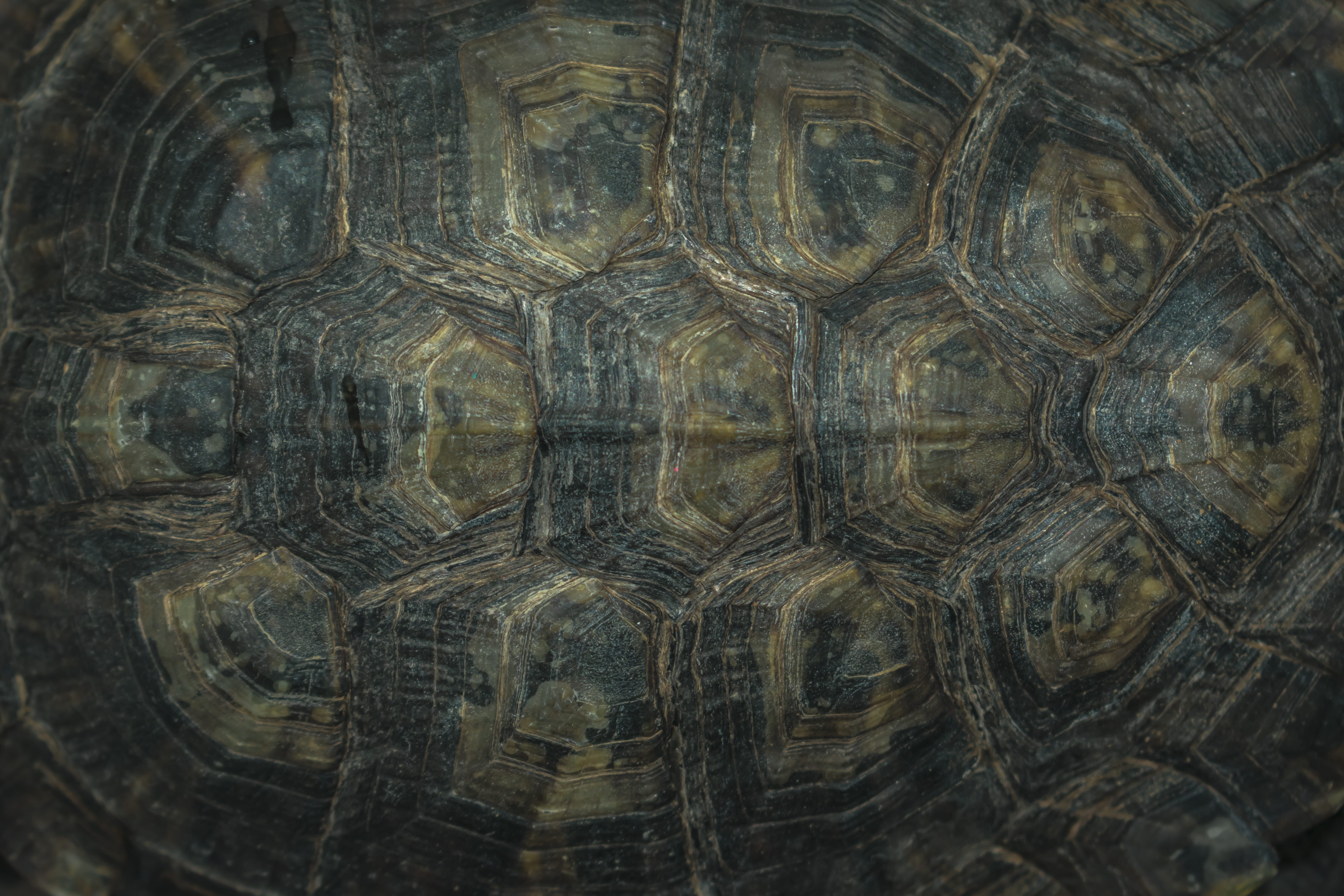 monterrey, tortoise shell, close-up, black, day, box turtle, vertebrate, animals in the wild, marine, skin, animal themes, nature, no people, mexico, bone, HD Wallpaper