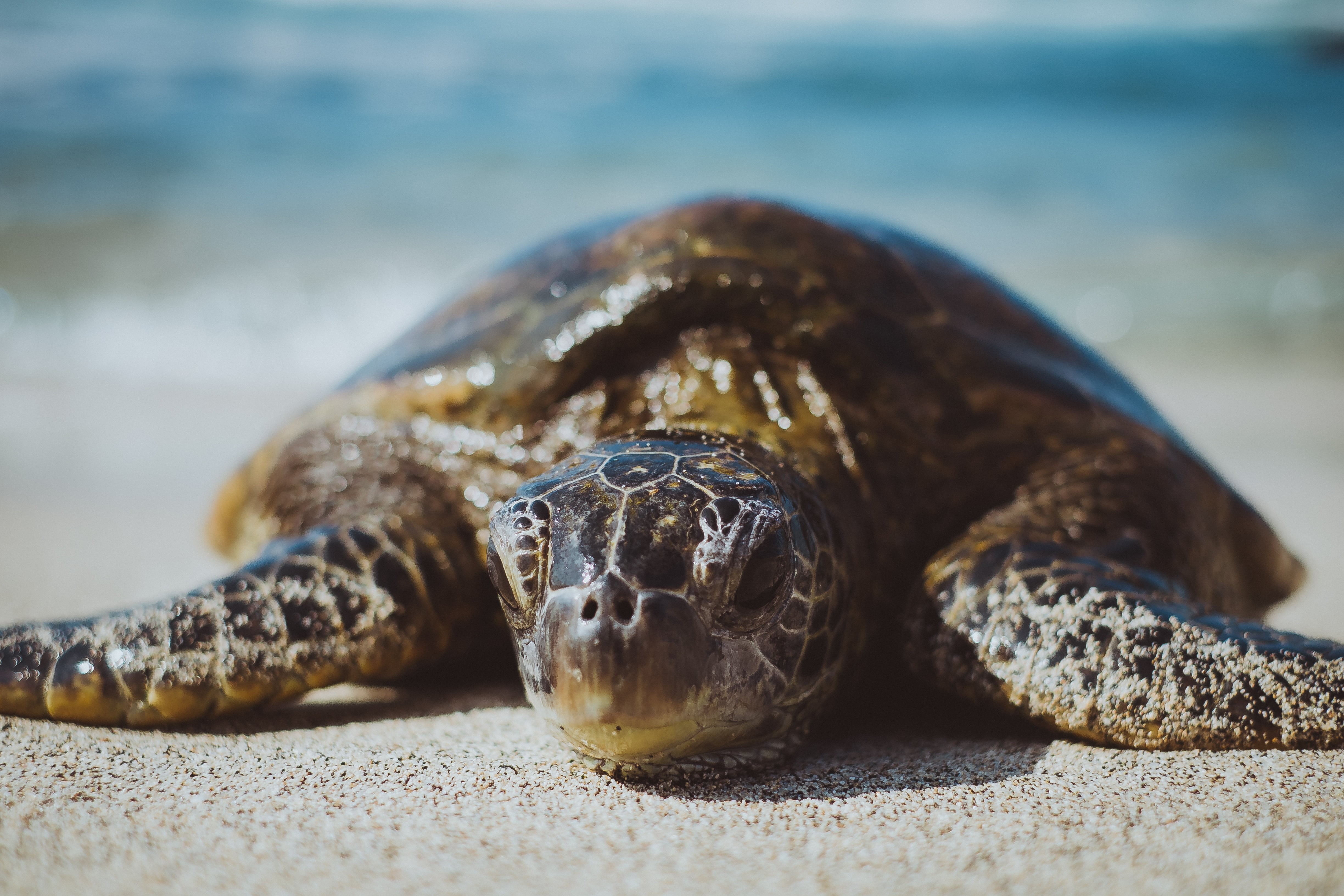 4K, tortoise, green Turtle, turtle, reptile, beach, animal, animal Shell, nature, wildlife, brown, sand, sea, HD Wallpaper