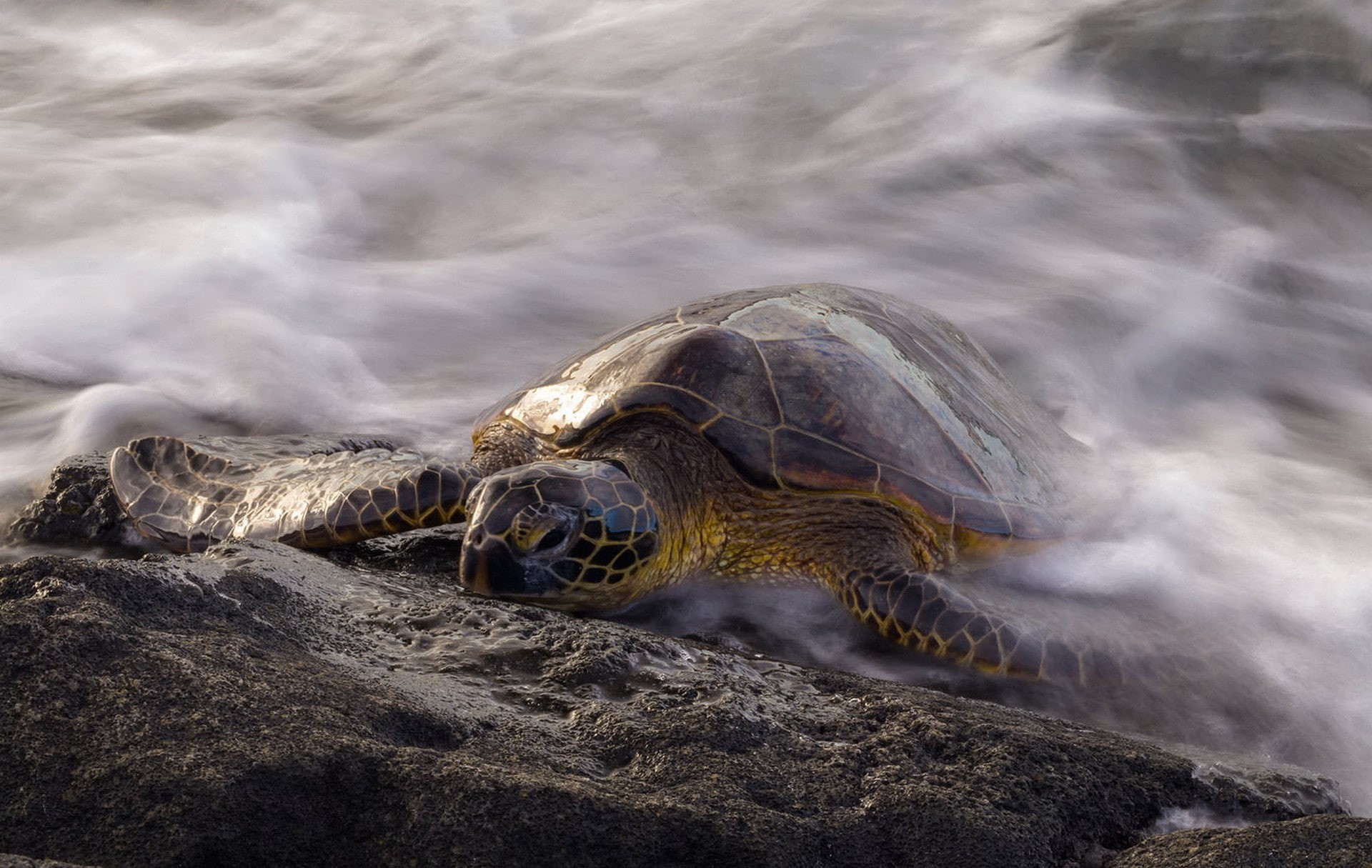 reptile, animals, long exposure, vertebrate, outdoors, one animal, tortoise, animal, shell, sea, nature, animal themes, land, reptiles, rock - object, animal wildlife, HD Wallpaper