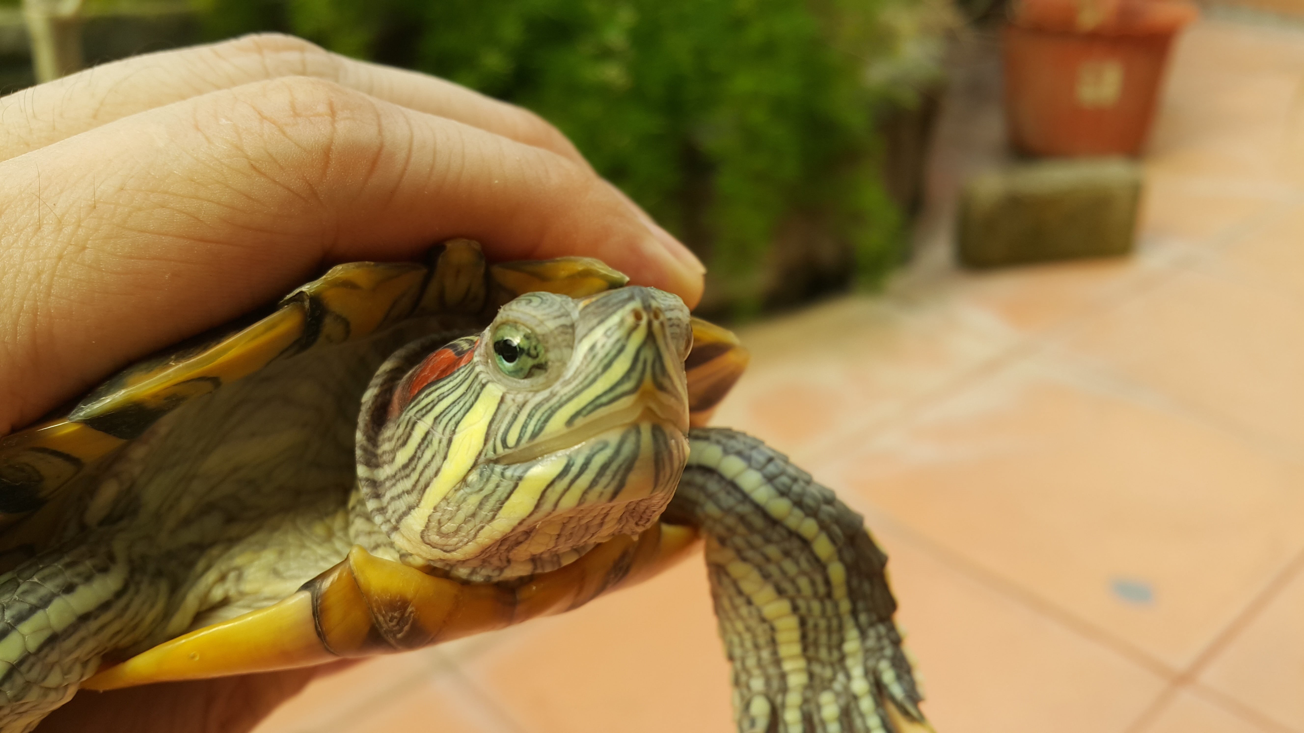 green, reptile, 5K, one person, focus on foreground, animal body part, finger, animal wildlife, vertebrate, hand, human body part, outdoors, turtle, pets, HD Wallpaper