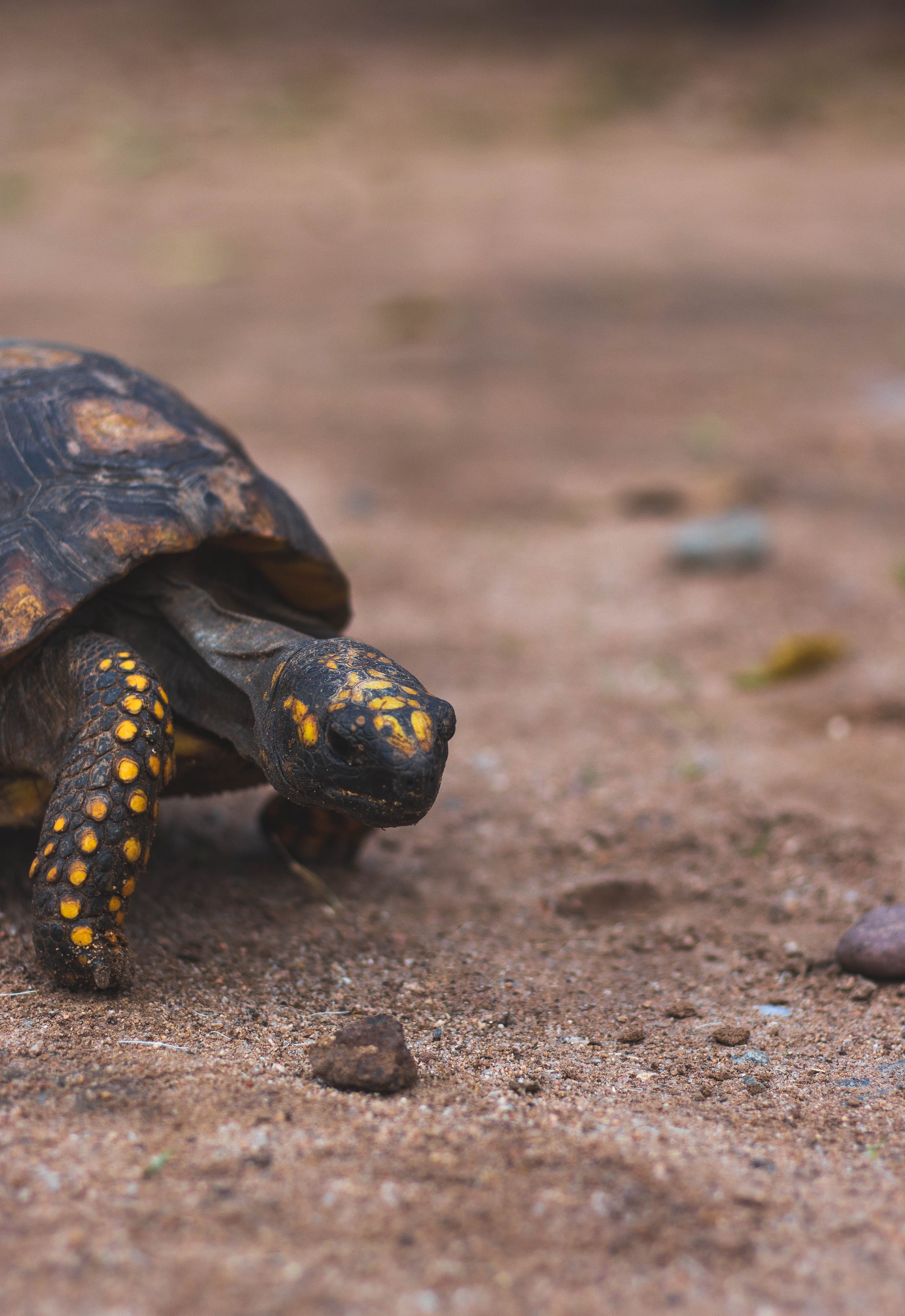 photo, turtle, box turtle, reptile, full length, tierra, land, animals, close-up, no people, ground, animal wildlife, black, focus on foreground, nature, Phone HD Wallpaper