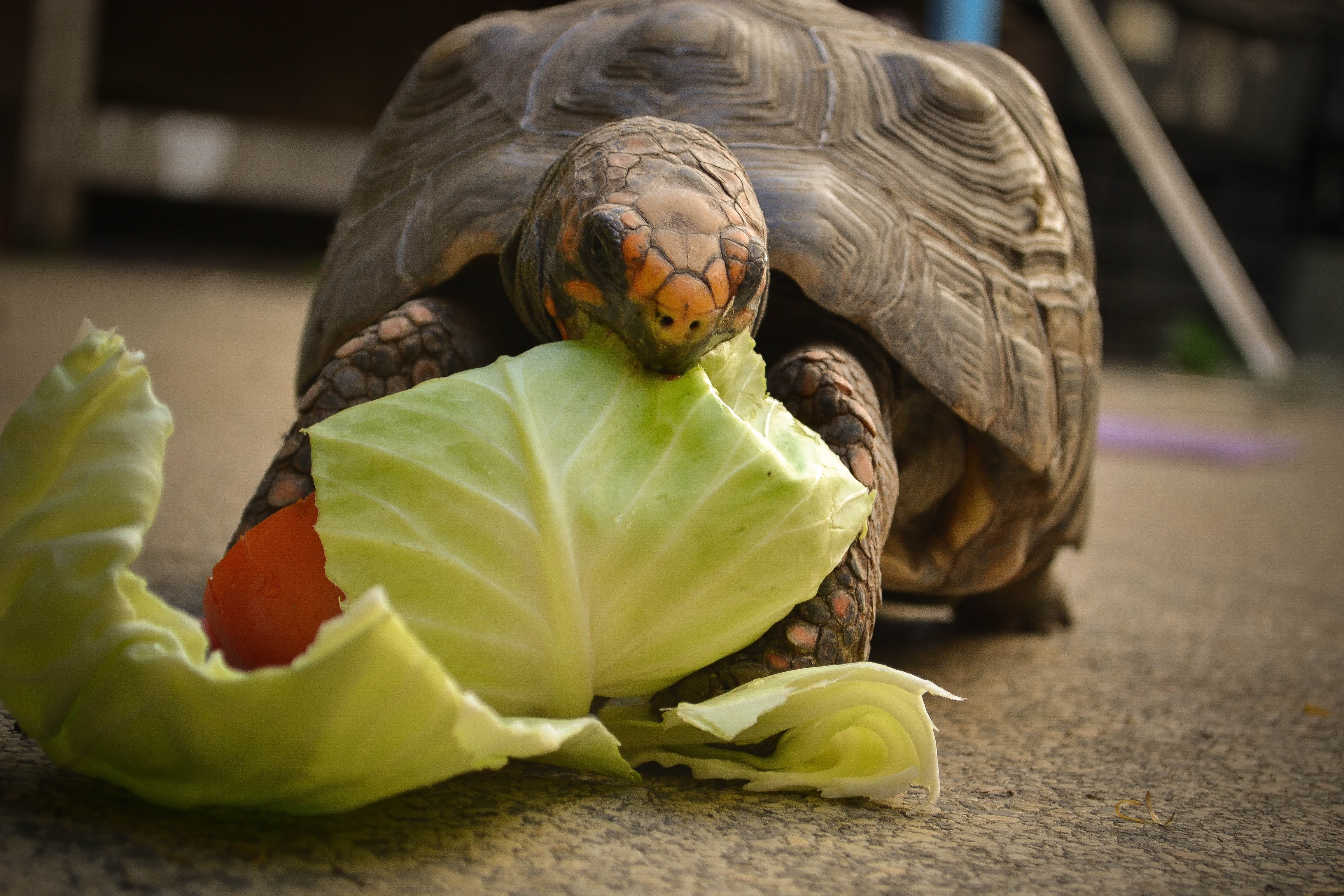 indoors, leaf, art and craft, close-up, focus on foreground, tartaruga, reptile, food and drink, food, wellbeing, tortoise, creativity, vegetable, 4K, HD Wallpaper