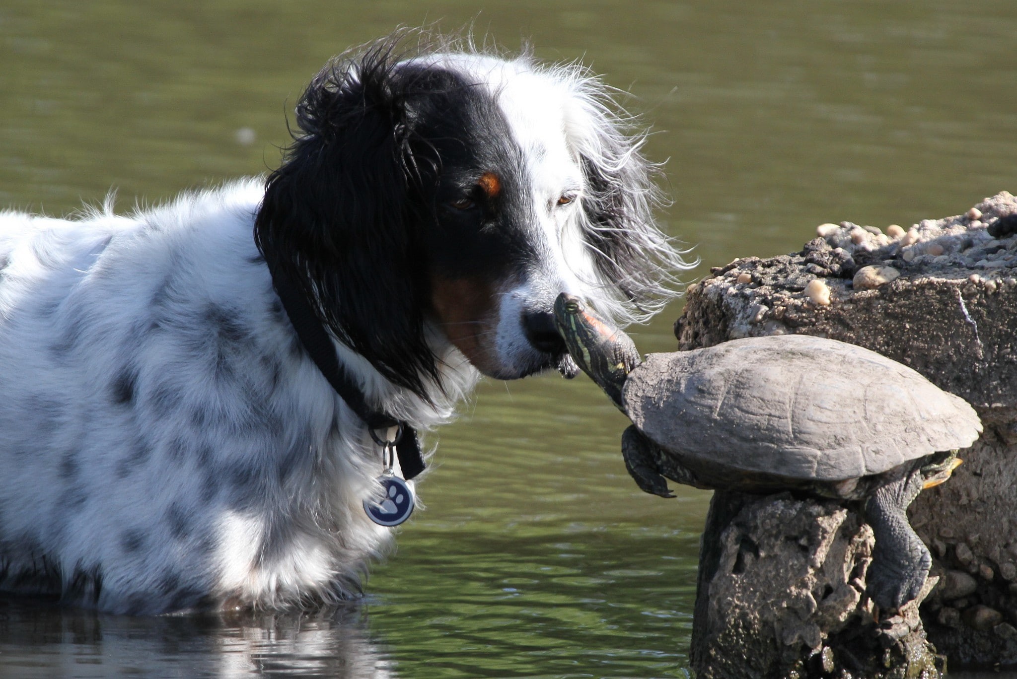 focus on foreground, canine, animals, looking, dog, close-up, turtle, lake, domestic, 1080P, day, mammal, pets, water, animal head, no people, one animal, HD Wallpaper
