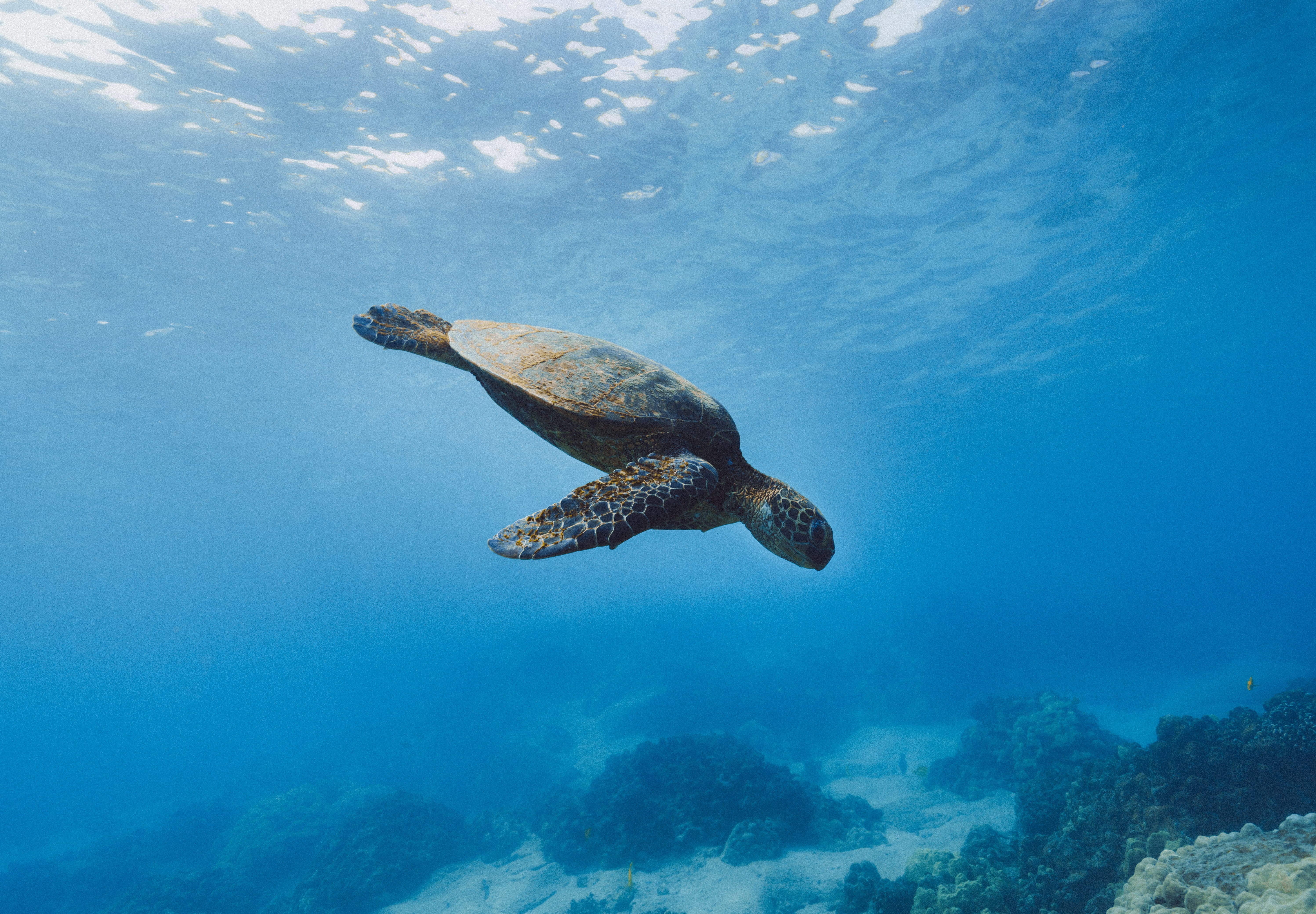 sea, galapagos Islands, swimming Animal, coral, adventure, reef, water, brown, green Turtle, 5K, endangered Species, coral reef, ocean, blue, tutrle, tortoise, HD Wallpaper