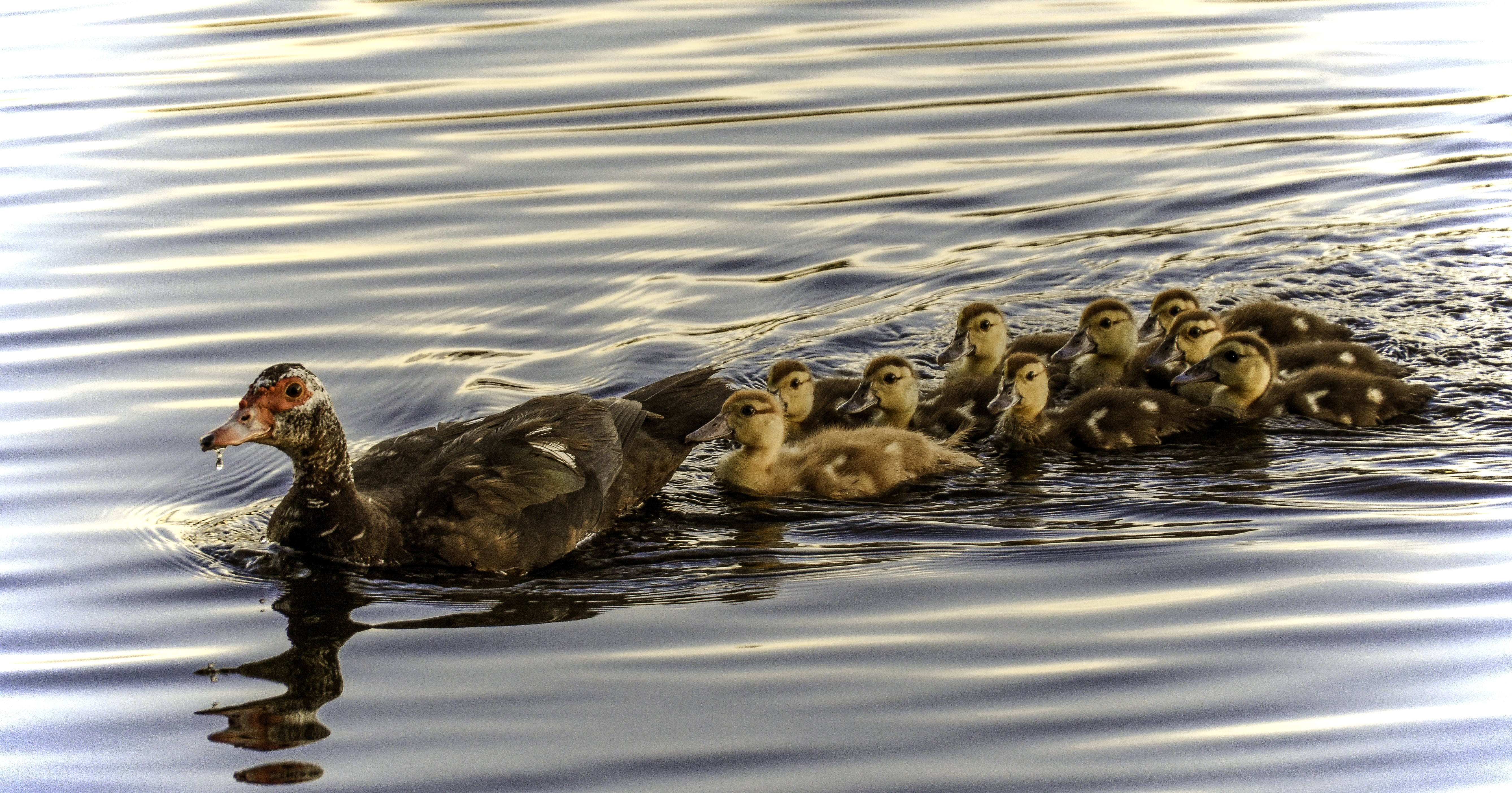 ducks, family, swimming Animal, bird, wildlife, 5K, sunset, animal, flock, natural, body of water, pond, body, babies, nature, baby, lake, animals, muscovy  duck, HD Wallpaper