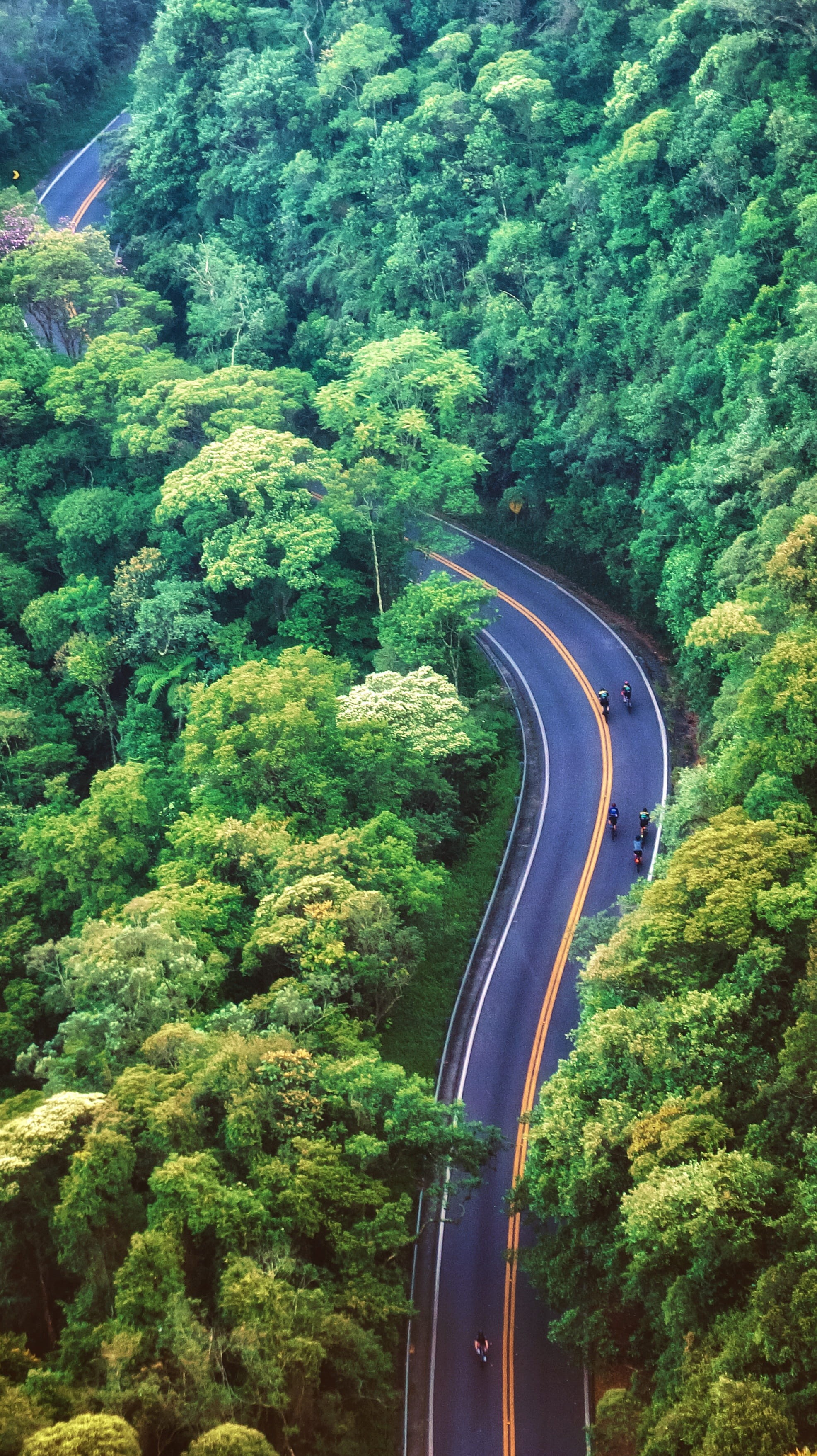 plant, transportation, environment, path,, high angle view, 2K, nature, road marking, beauty in nature, green, direction, mode of transportation, Phone HD Wallpaper