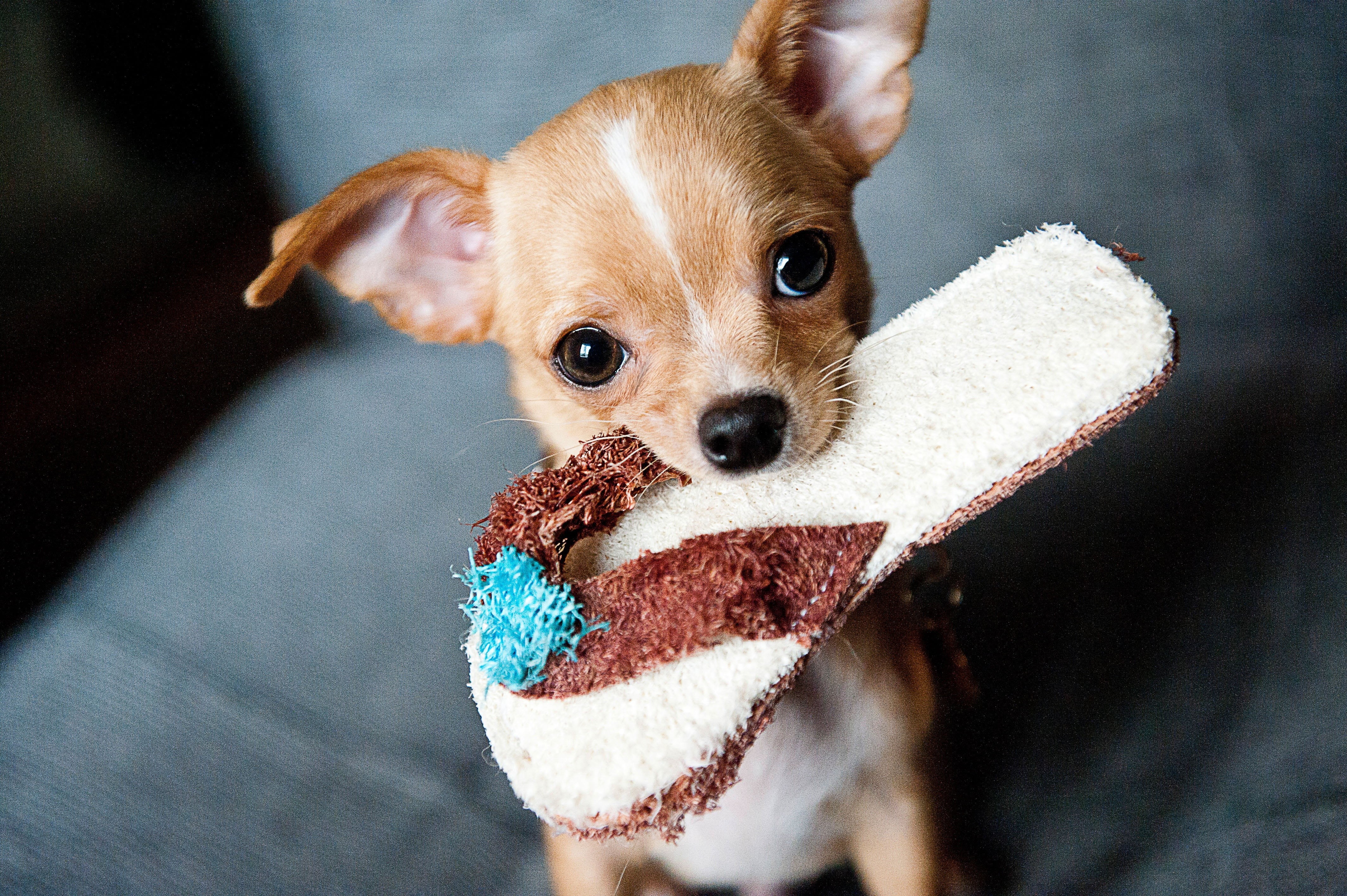 adorable, baby, mammal, one animal, young, breed, vertebrate, animal, puppy, lap dog, animal themes, pet, purebred, domestic, companion, furry, tan, pets, HD Wallpaper