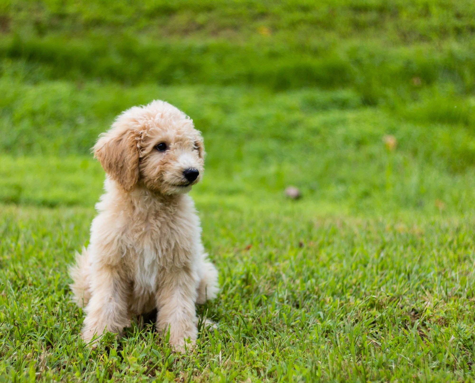 purebred Dog, domestic Animals, animal themes, sitting, field, small, pet, no people, plant, mammal, green color, puppy, dog, poodle, 1080P, outdoors, HD Wallpaper