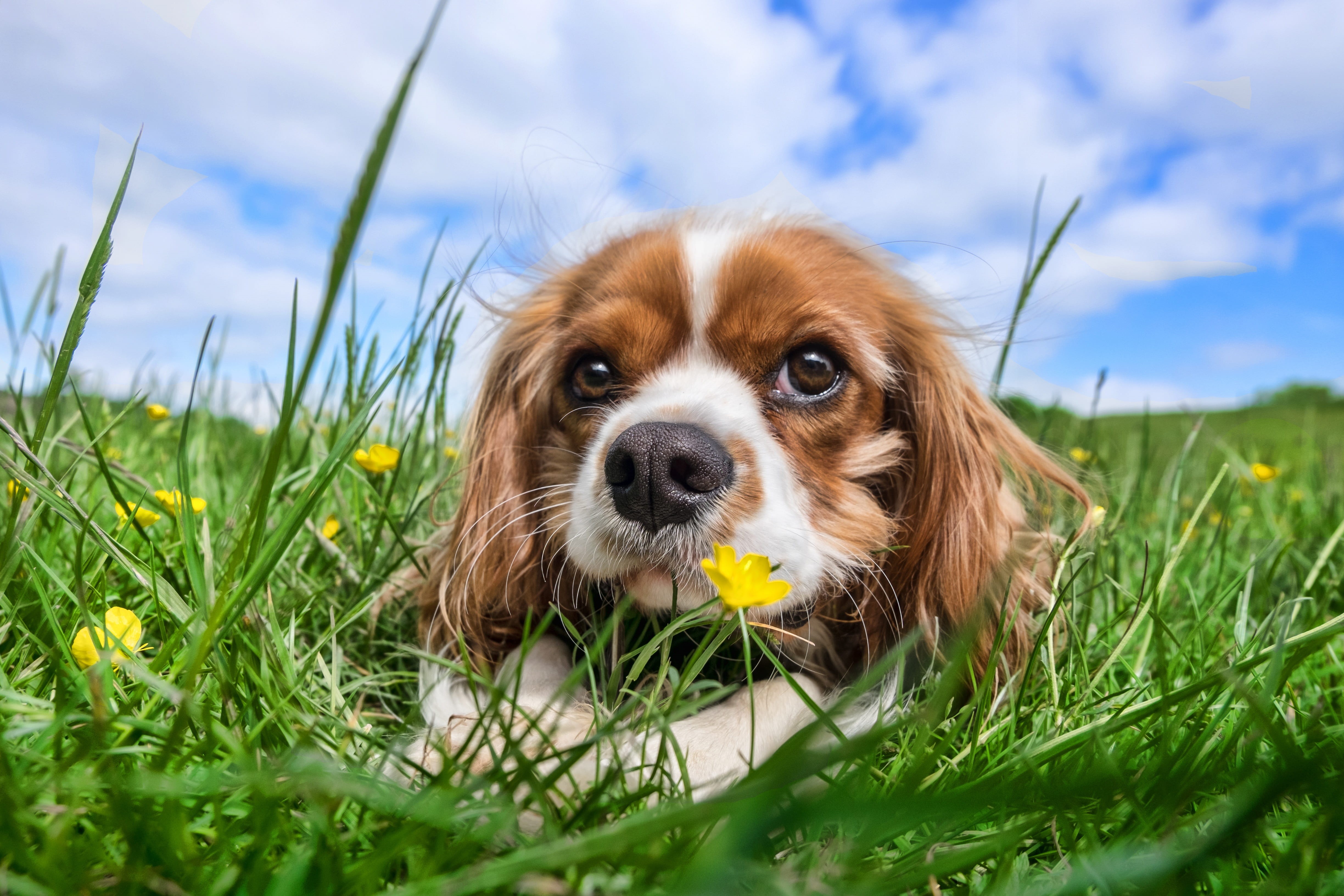 4K, purebred, domestic animals, tan, pedigree, portrait, animal, green, domestic, daytime, animal head, green color, blue, rural, grass, young animal, HD Wallpaper