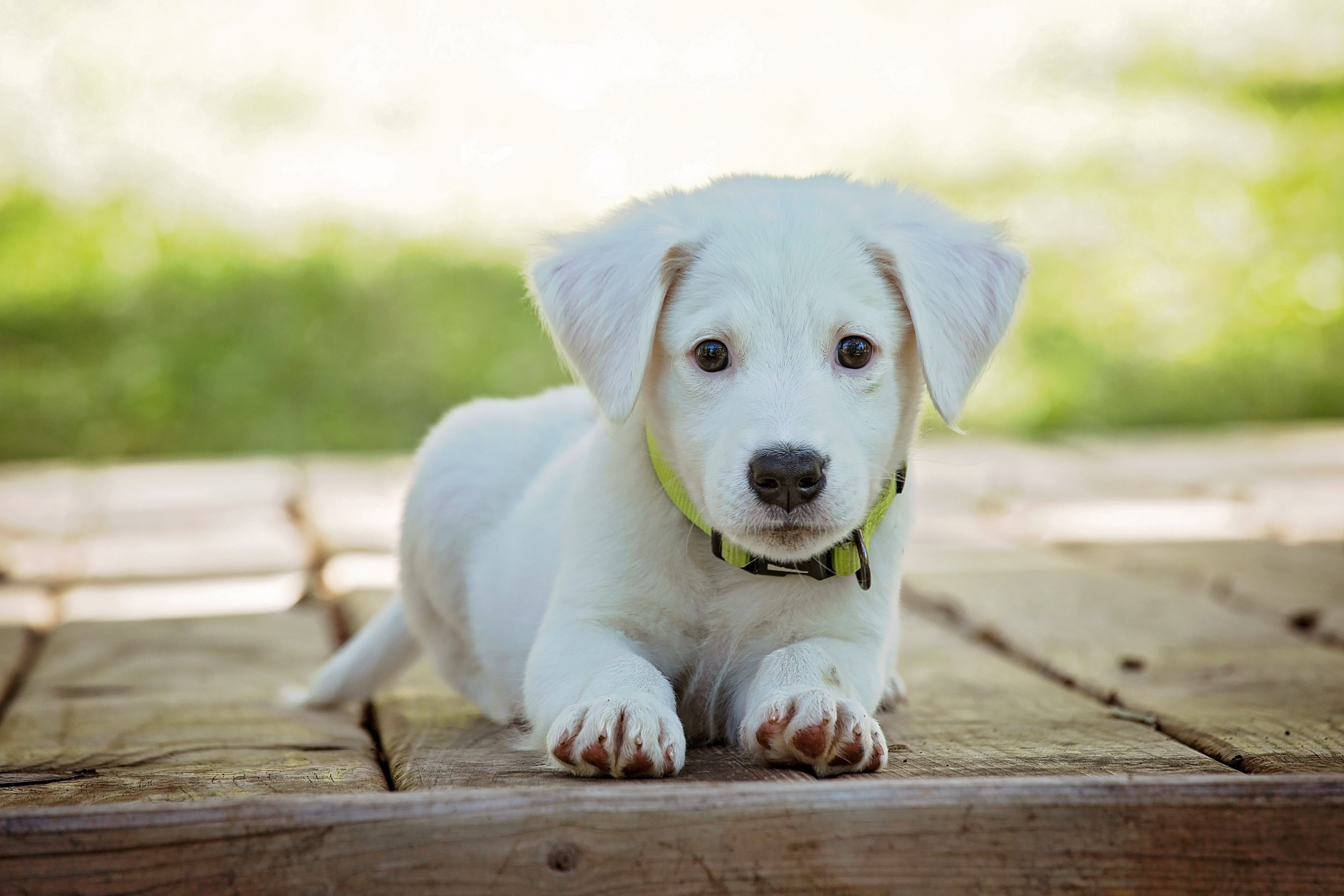 animal themes, selective, yellow, yellow Labrador Retriever, labrador, animal, pets, small, sitting, domestic Animals, selective focus, looking, domestic, HD Wallpaper
