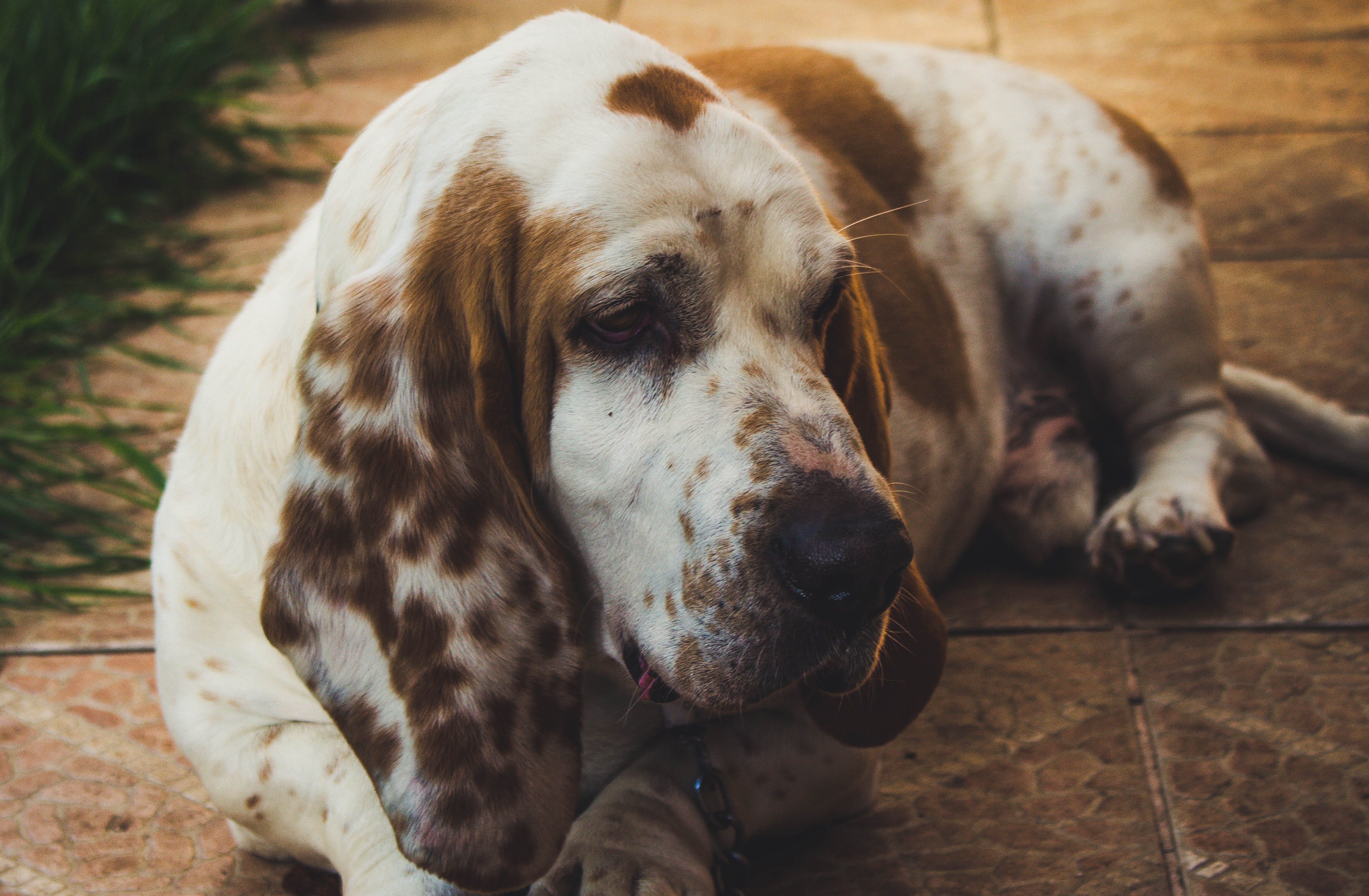 dog, outdoors, looking, animal themes, mammal, basset hound, looking away, domestic, little, hound, snout, vertebrate, pedigree, no people, fur, puppy, HD Wallpaper