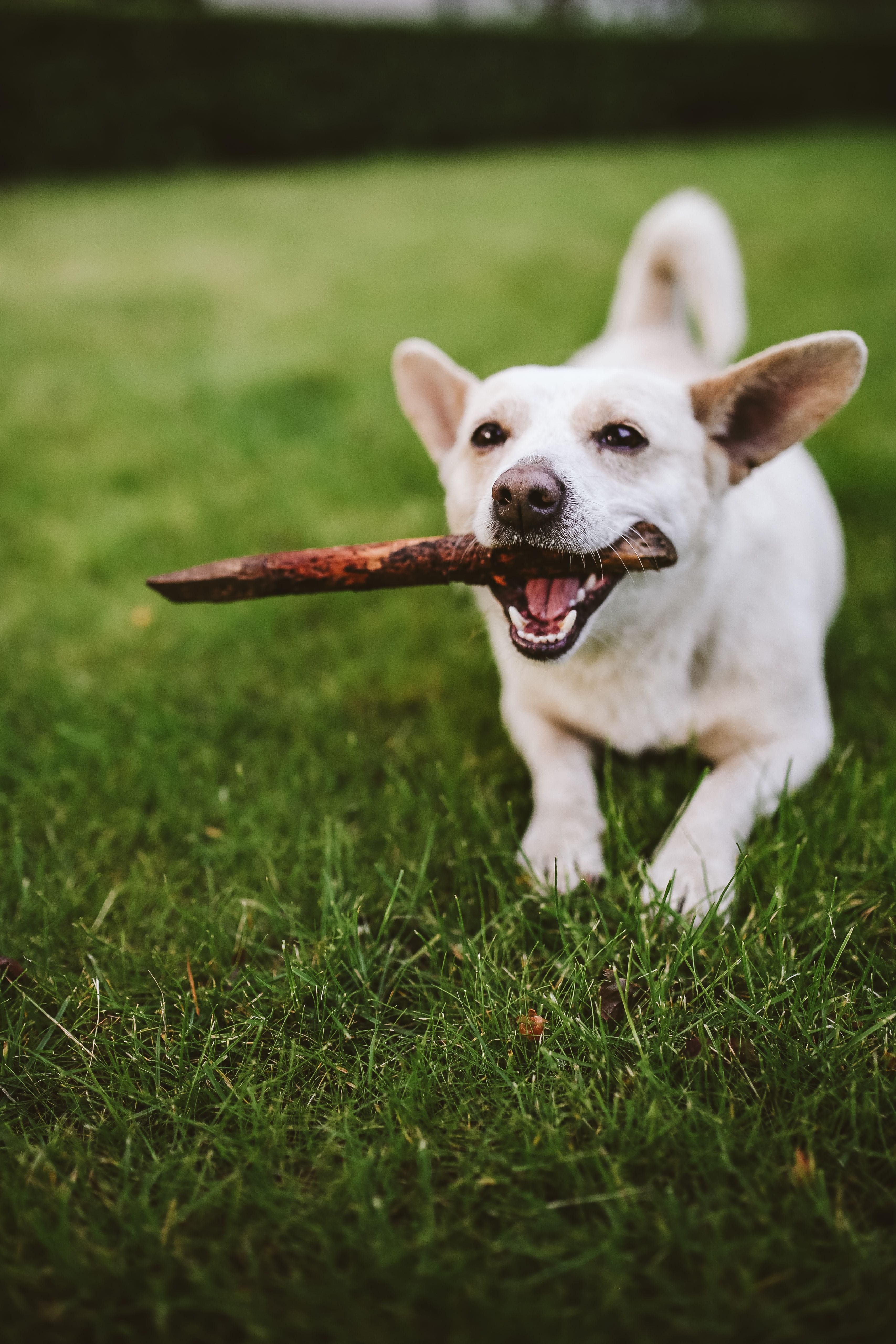 stick - plant part, cute, white dog, animal, canine, play, Dog, purebred Dog, portrait, pets, domestic, mammal, pet, no people, animal head, playing, animal mouth, Phone HD Wallpaper