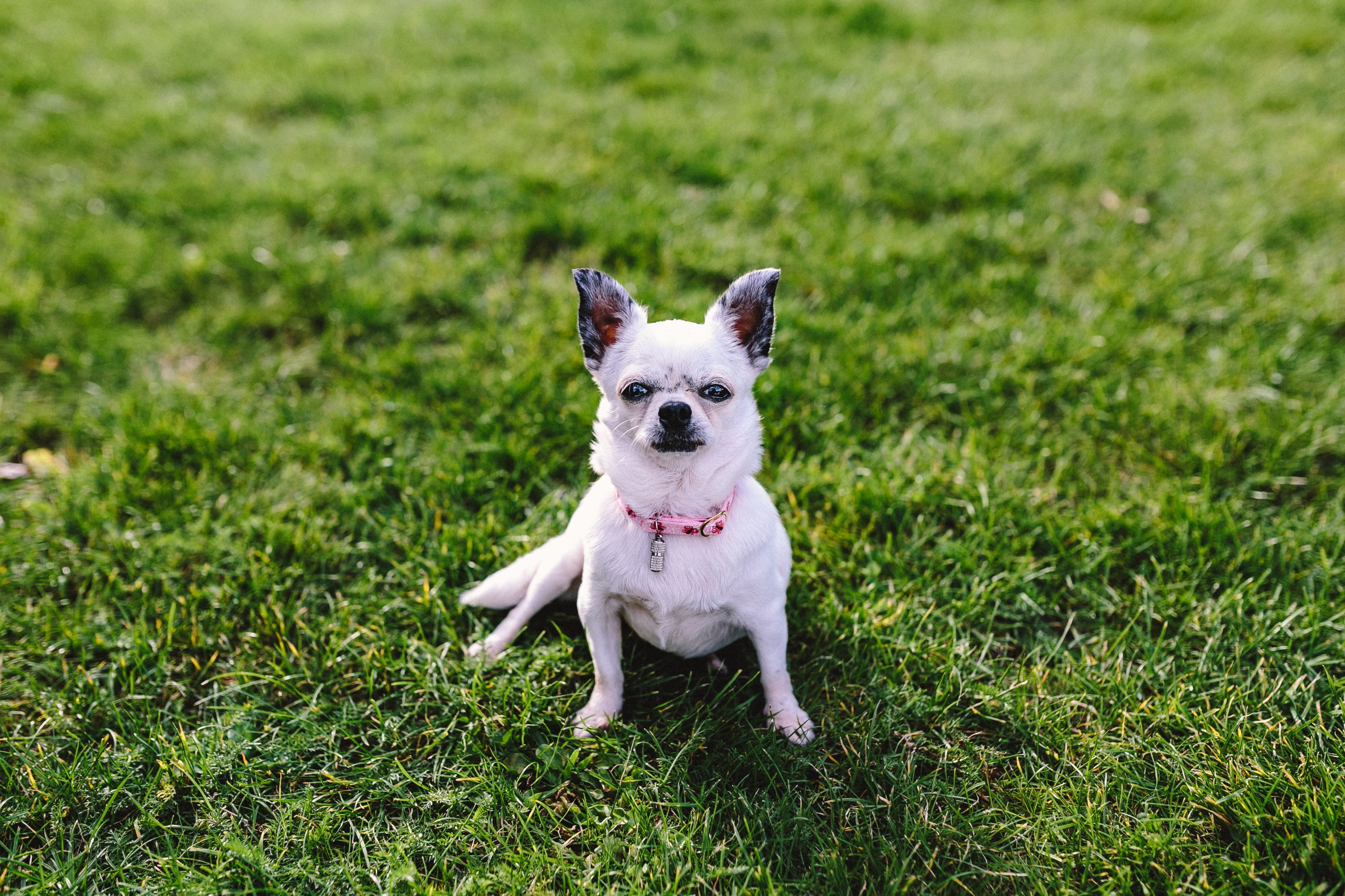 dog, mammal, small dog, day, pet, animals, field, puppy, play, nature, pets, green color, terrier, outside, friendship, no people, Chihuahua, grass, domestic Animals, HD Wallpaper