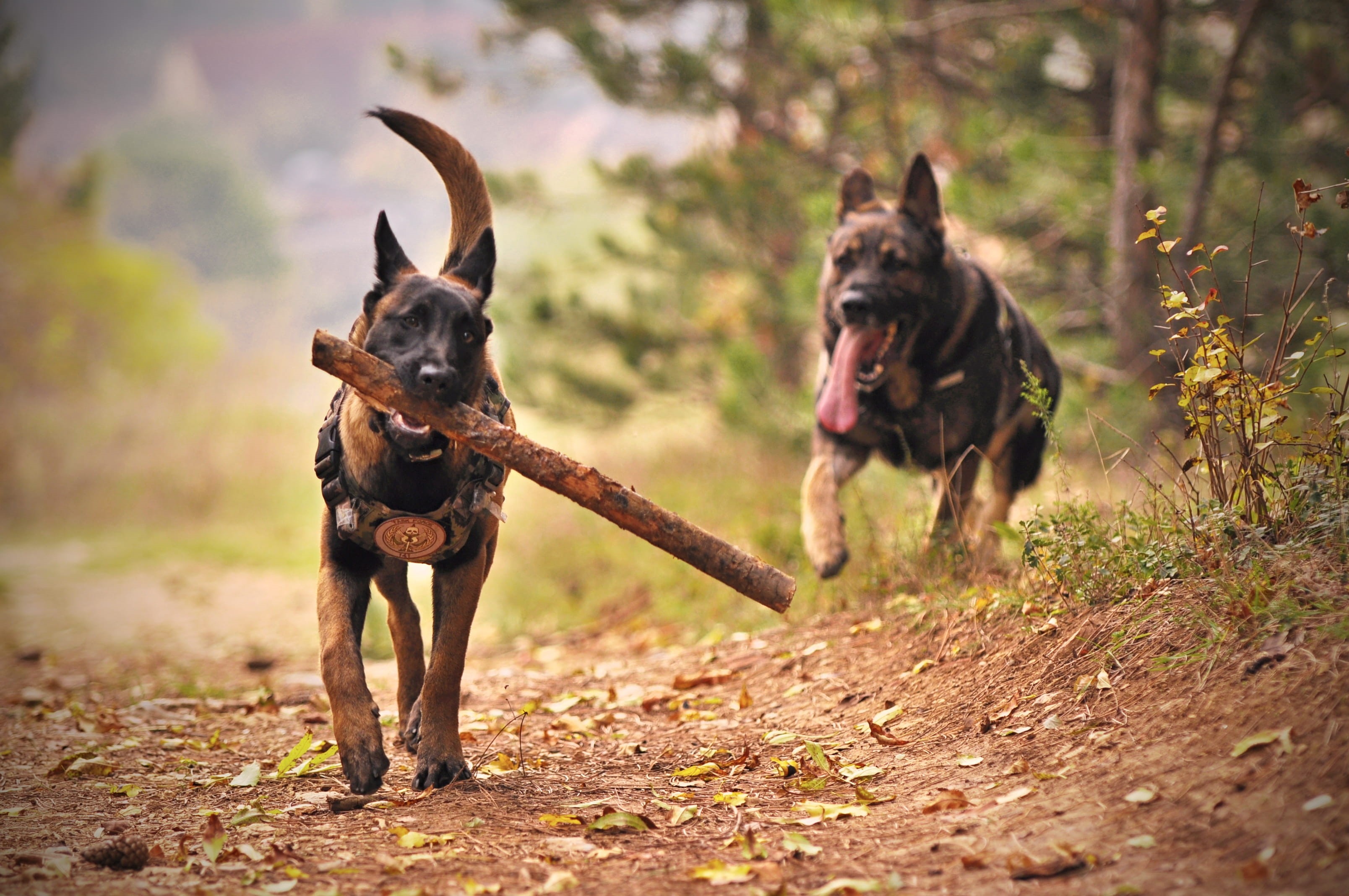 running, malinois, domestic, tan, wood, fetch, outdoors, breed, ground, animal themes, motion, portrait, dogs, black, cute, focus on foreground, pet, nature, HD Wallpaper