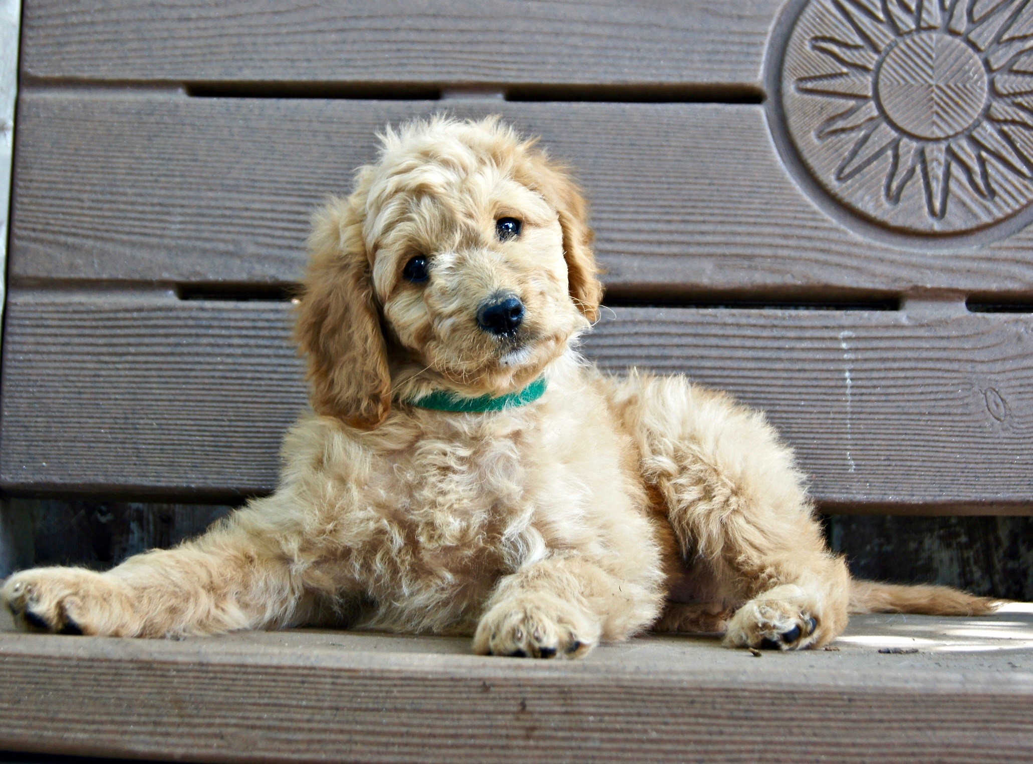 dog, animal, friend, domestic animals, little, doggy, pets, bench, wood - material, short, 1080P, mammal, domestic, pup, laying, brown, young, quizzical, HD Wallpaper