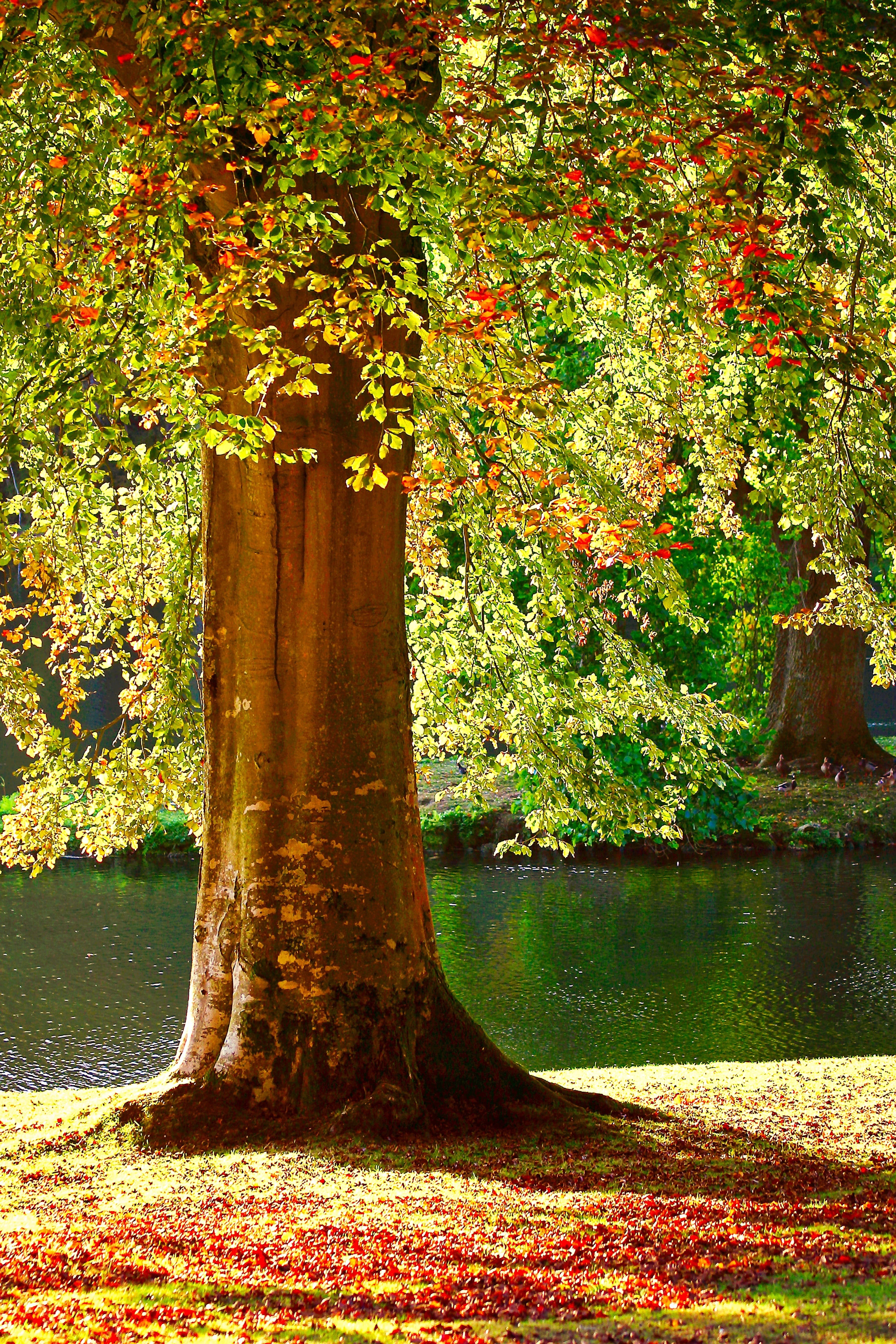 land, tranquility, beauty in nature, tree trunk, river, scenery, lake, bright, light, growth, orange, summer, yellow, change, autumn, pond, season, scenics, Phone HD Wallpaper