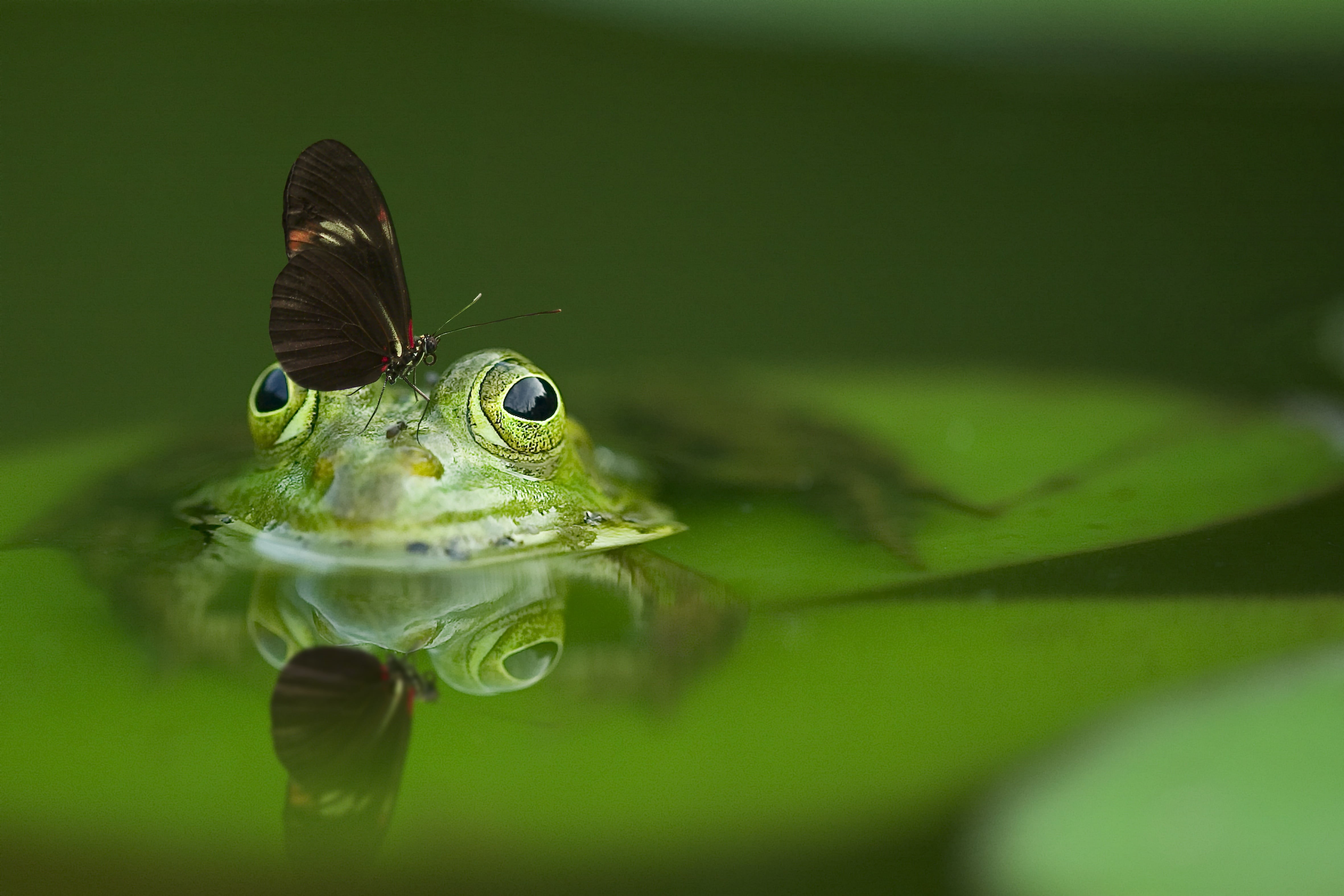 green, head, water, reptile, probe, day, animal head, water frog, animal wildlife, animal themes, vertebrate, portrait, no people, butterfly, reflection, HD Wallpaper
