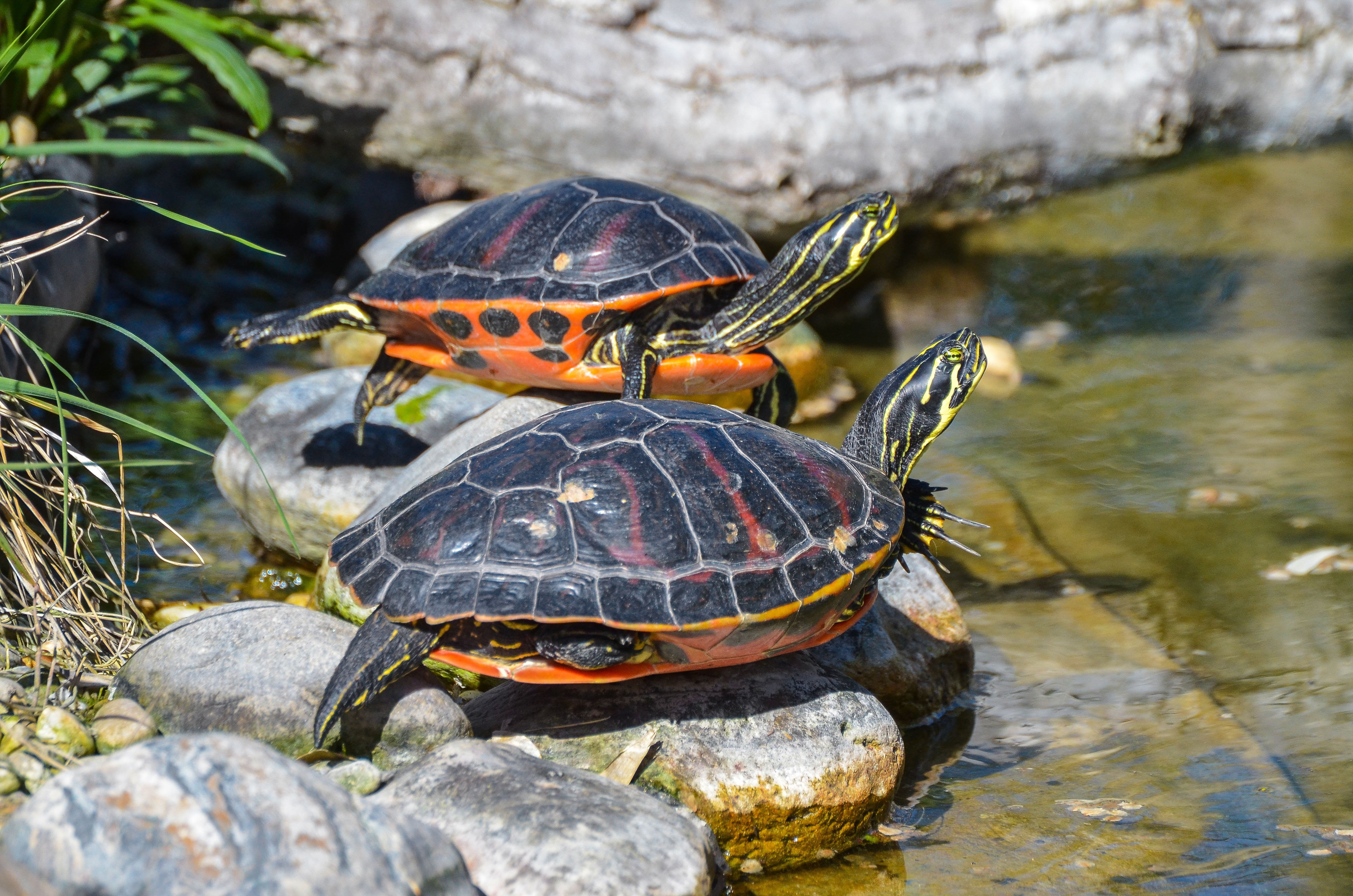 formations, nature reserve, reptile, amphibian, pond, bask, day, animal shell, marine, tortoise, at the pond, shell, nature, florida, sun, no people, turtle, HD Wallpaper