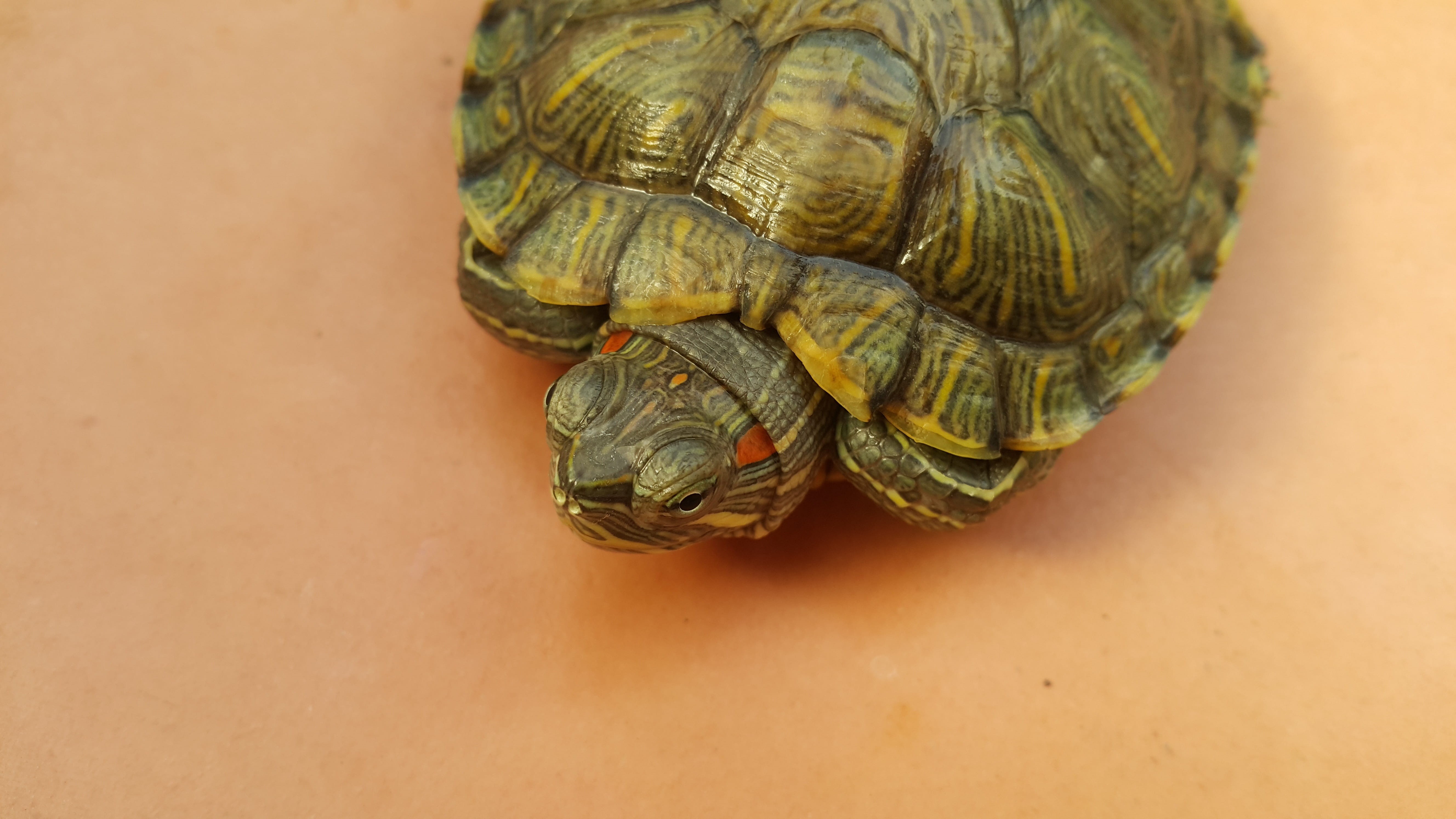 5K, high angle view, close-up, reptile, animal, no people, green, zoology, animal shell, tortoise, day, animals in the wild, animal themes, nature, animal wildlife, HD Wallpaper