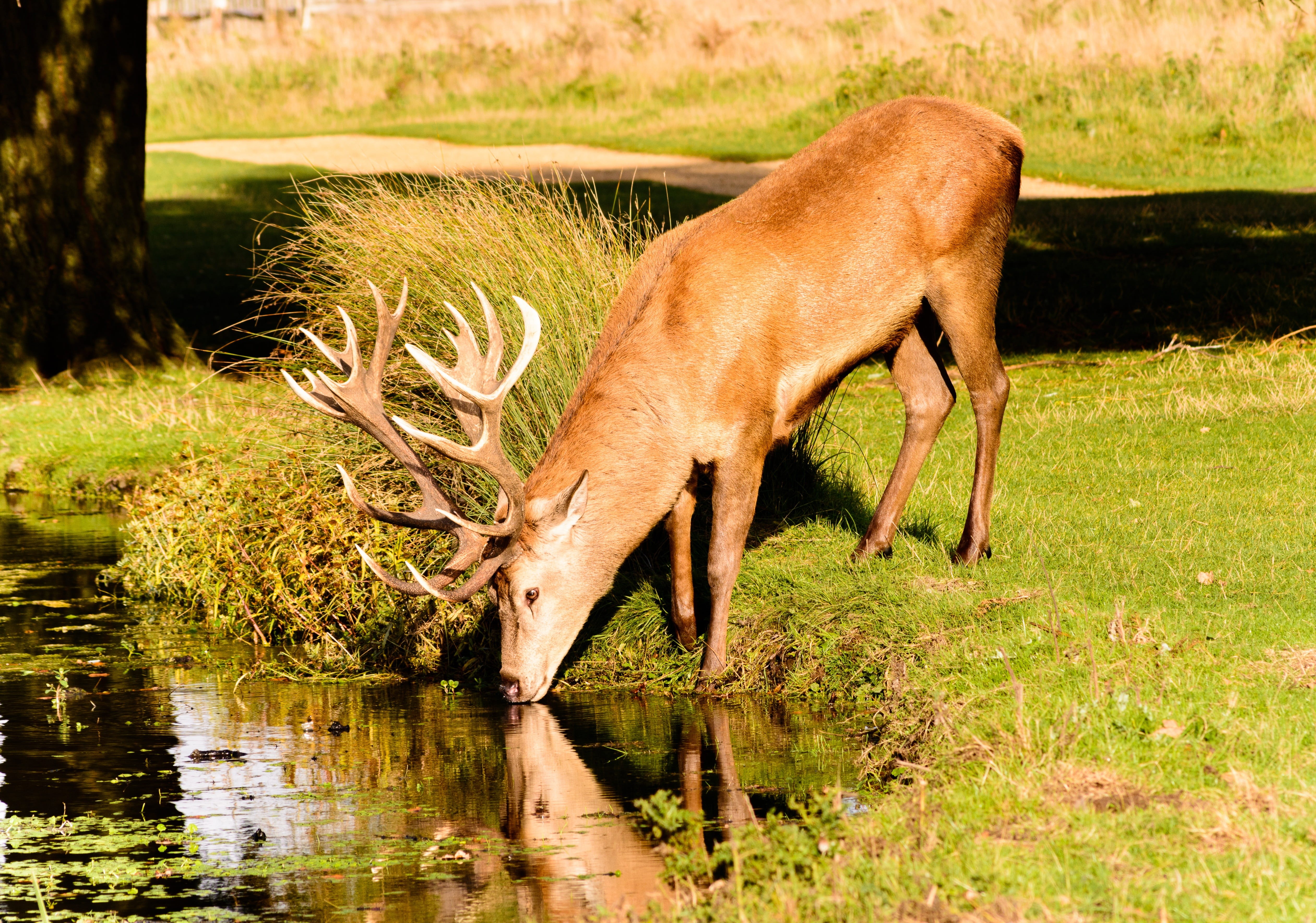 traditional, animals in the wild, male, trees, animal themes, mammal, fur, cute, deer, vertebrate, plant, green, nature, graze, herbivorous, outdoors, moose, HD Wallpaper
