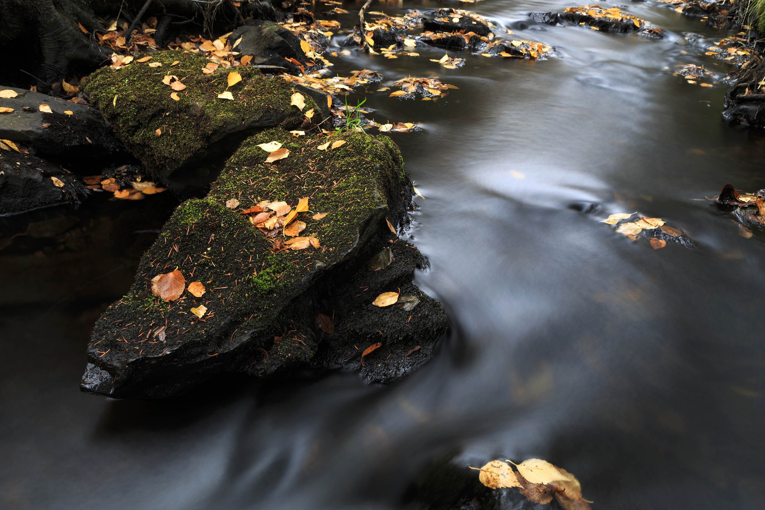 solid, tree, 2K, no people, river, colorful, rock - object, newfoundland and labrador, leaf, plant, peaceful, green, background, peace, land, golden, selective focus, HD Wallpaper