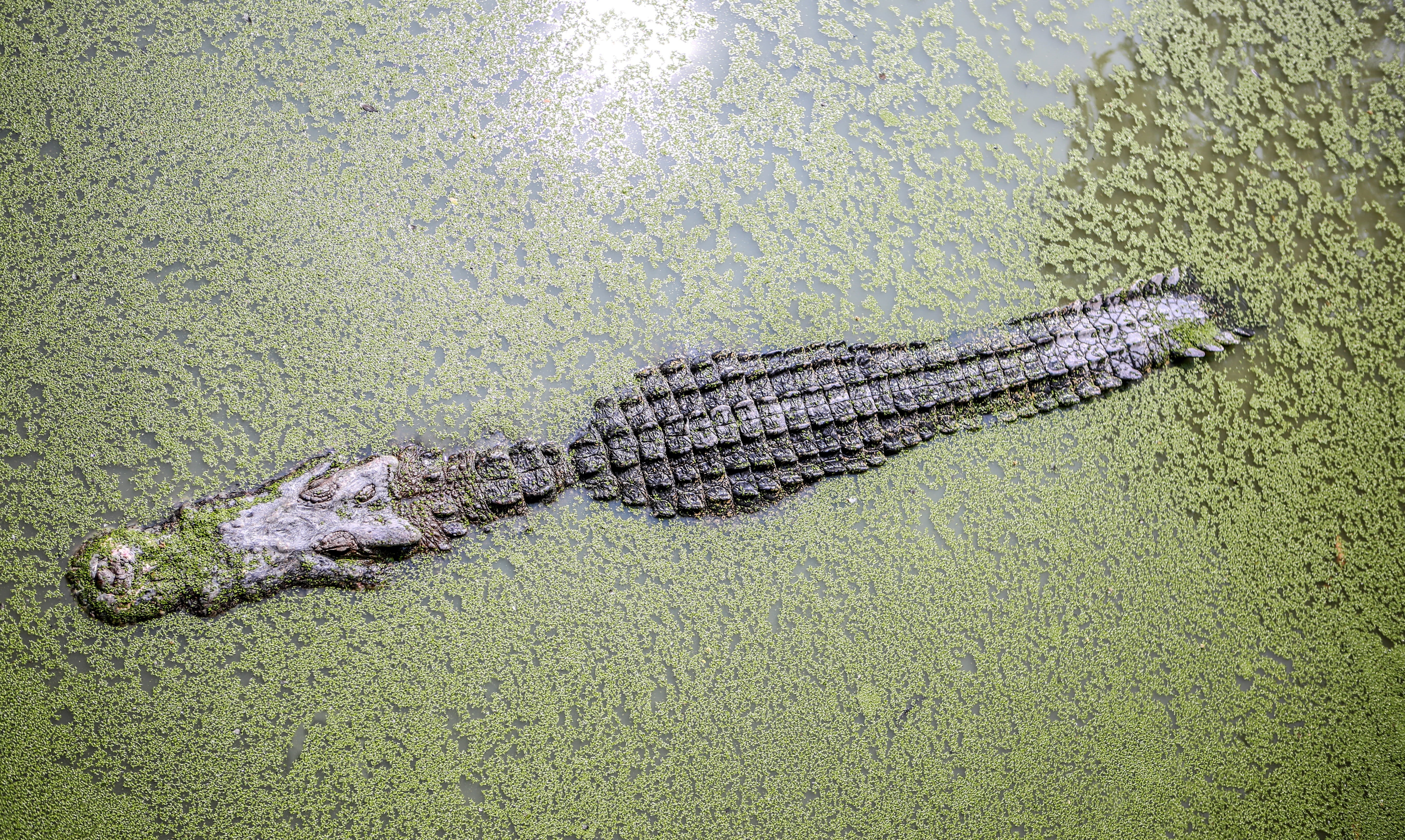 view, animals, reptile, filled, outdoor, green color, green, water, outdoors, large, nature, day, background, 5K, body, crocodile, ranch, animal themes, HD Wallpaper
