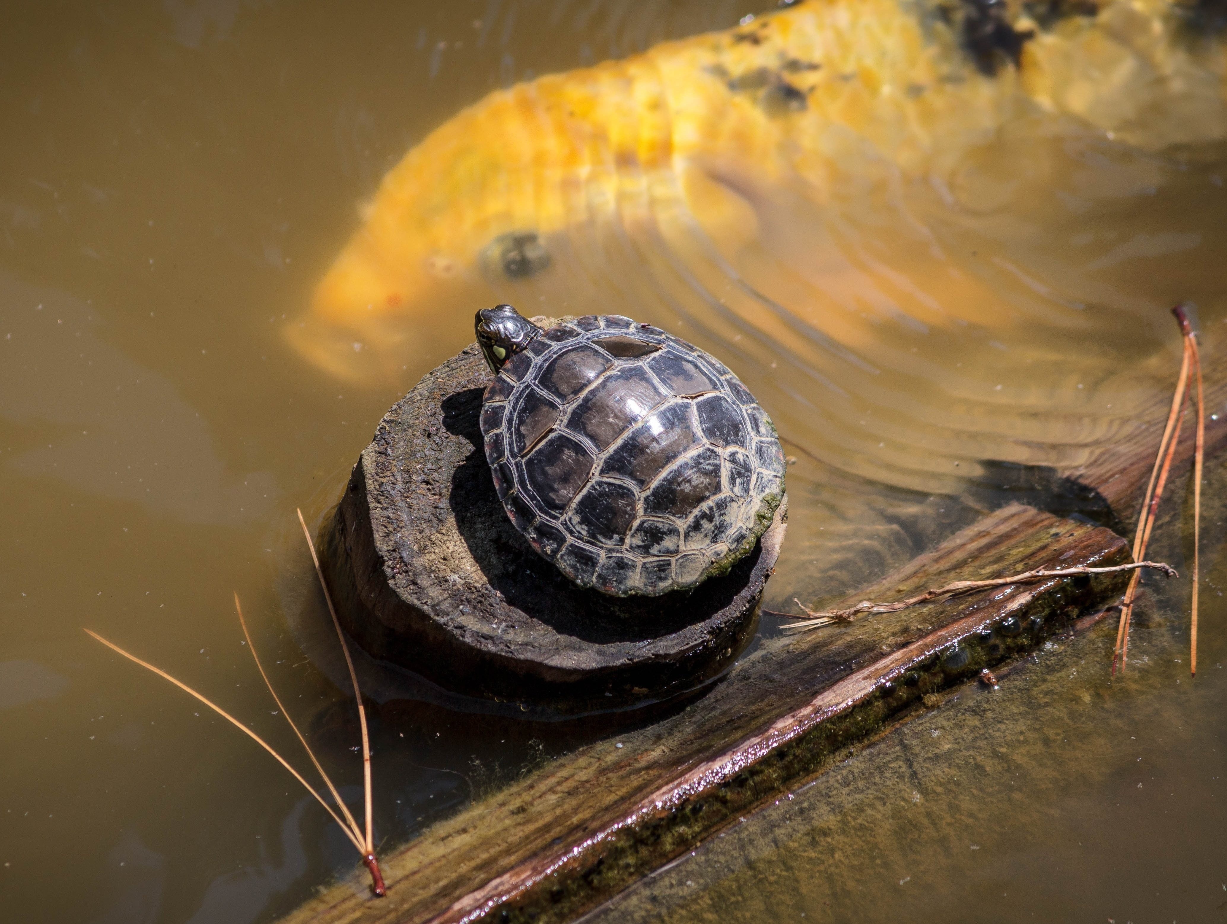 wood, fish, koi, small turtle, reptile, no people, animal shell, waterfront, one animal, nature, photo, marine, animal themes, amphibious, wildlife, high angle view, HD Wallpaper
