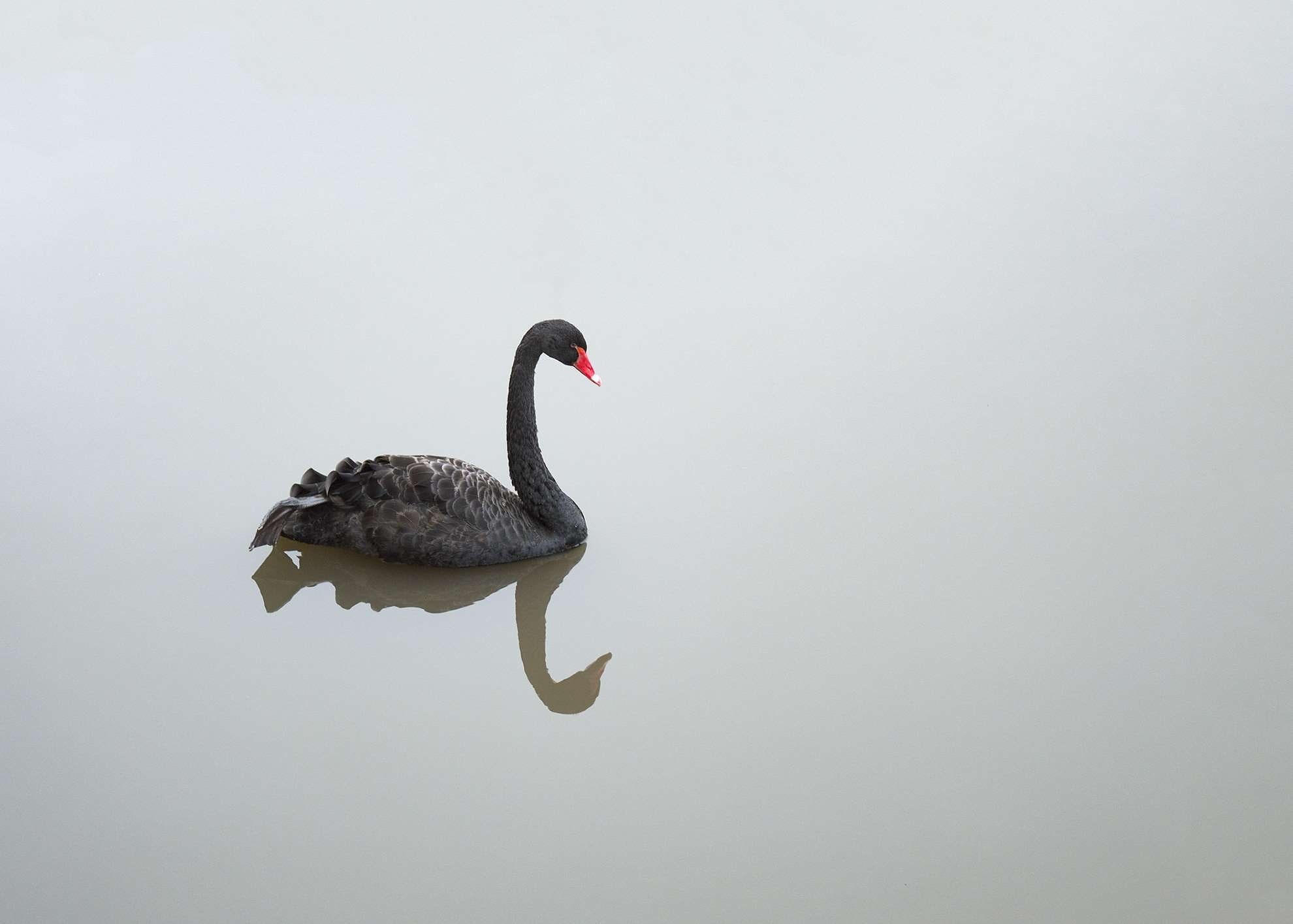 red beak, birds, animals, copy space, one animal, neck, waterfront, grace, no people, animal themes, side view, water, swan, animal, pond, animals in the wild, HD Wallpaper