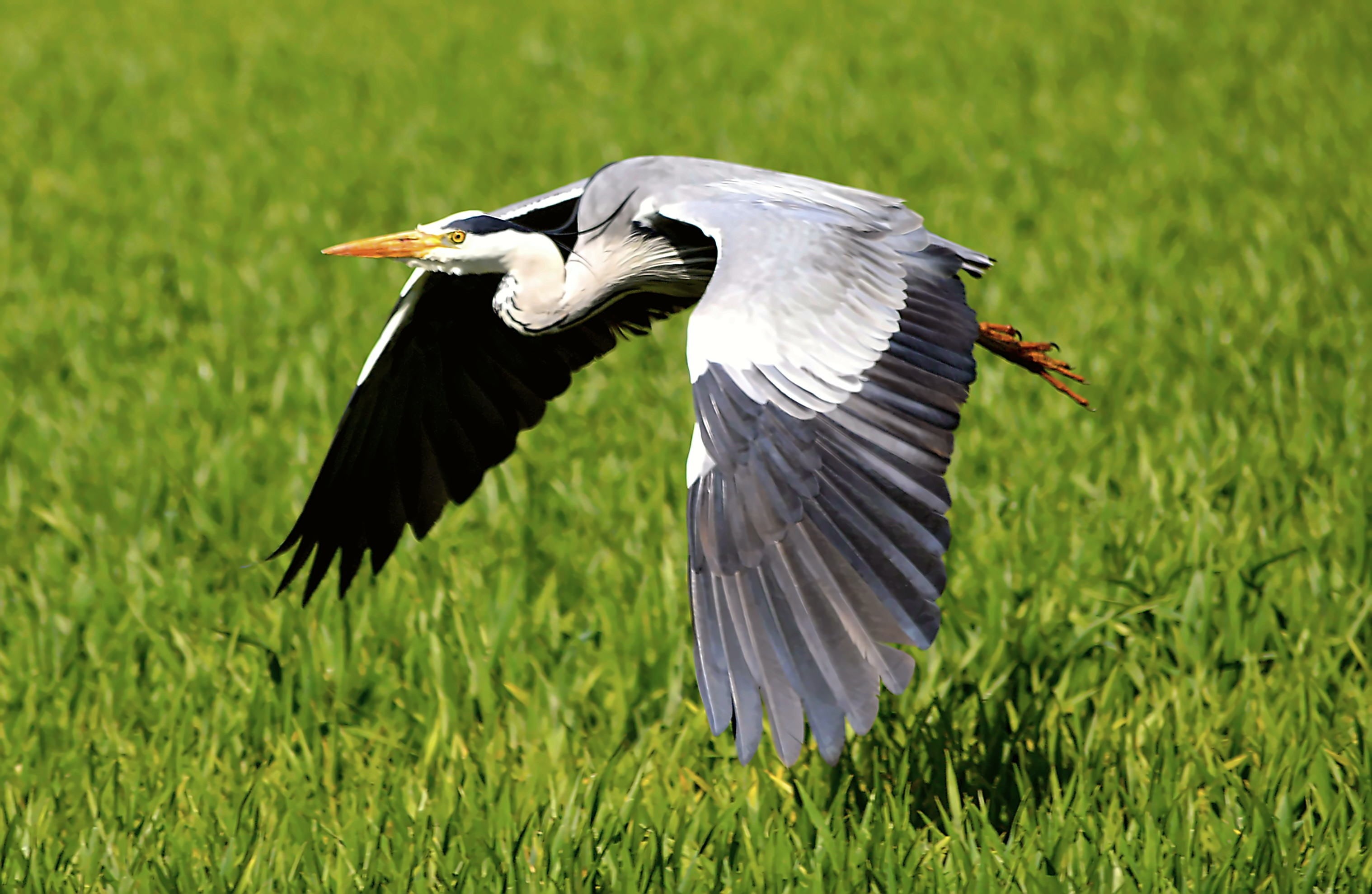heron, species, beak, one animal, feather, vertebrate, nature, grasses, day, flight, head, grey heron, fish eater, plumage, animals in the wild, animal themes, HD Wallpaper