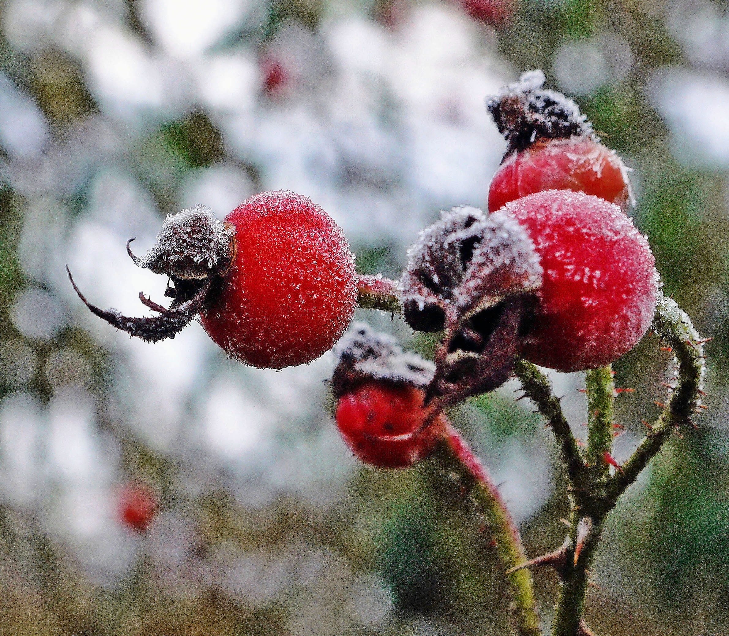 1080P, winter, berry Fruit, morning, flower, bokeh, close-up, froze, cold, plant, season, Frosty, Derbyshire, red, rose hip, Chesterfield, nature, branch, HD Wallpaper