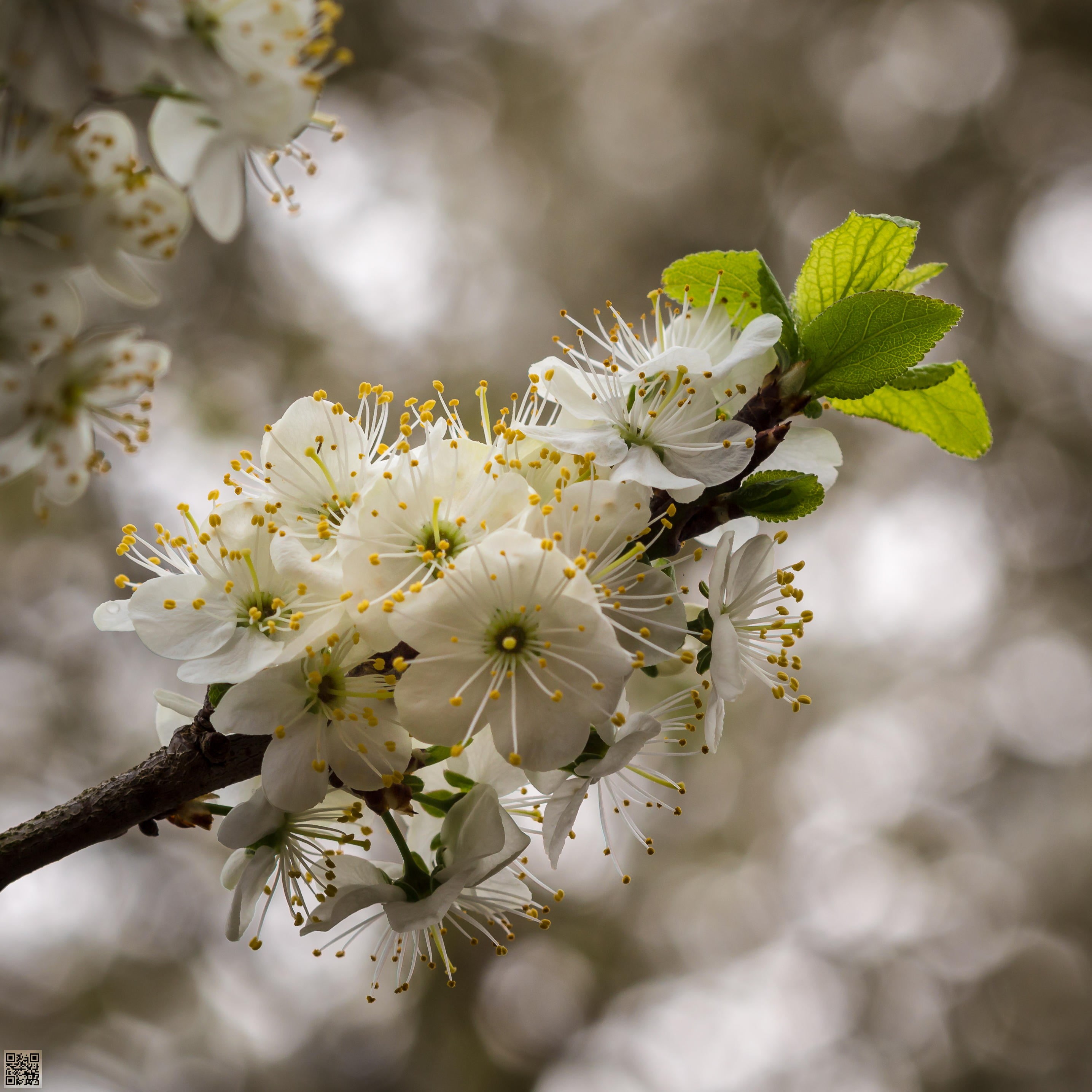 springtime, close, branch, petaled, flower, nature, bokeh, 2K, plant, outdoors, season, white, wit, photo, leaf, tree, freshness, blossom, close-up, macro, Phone HD Wallpaper