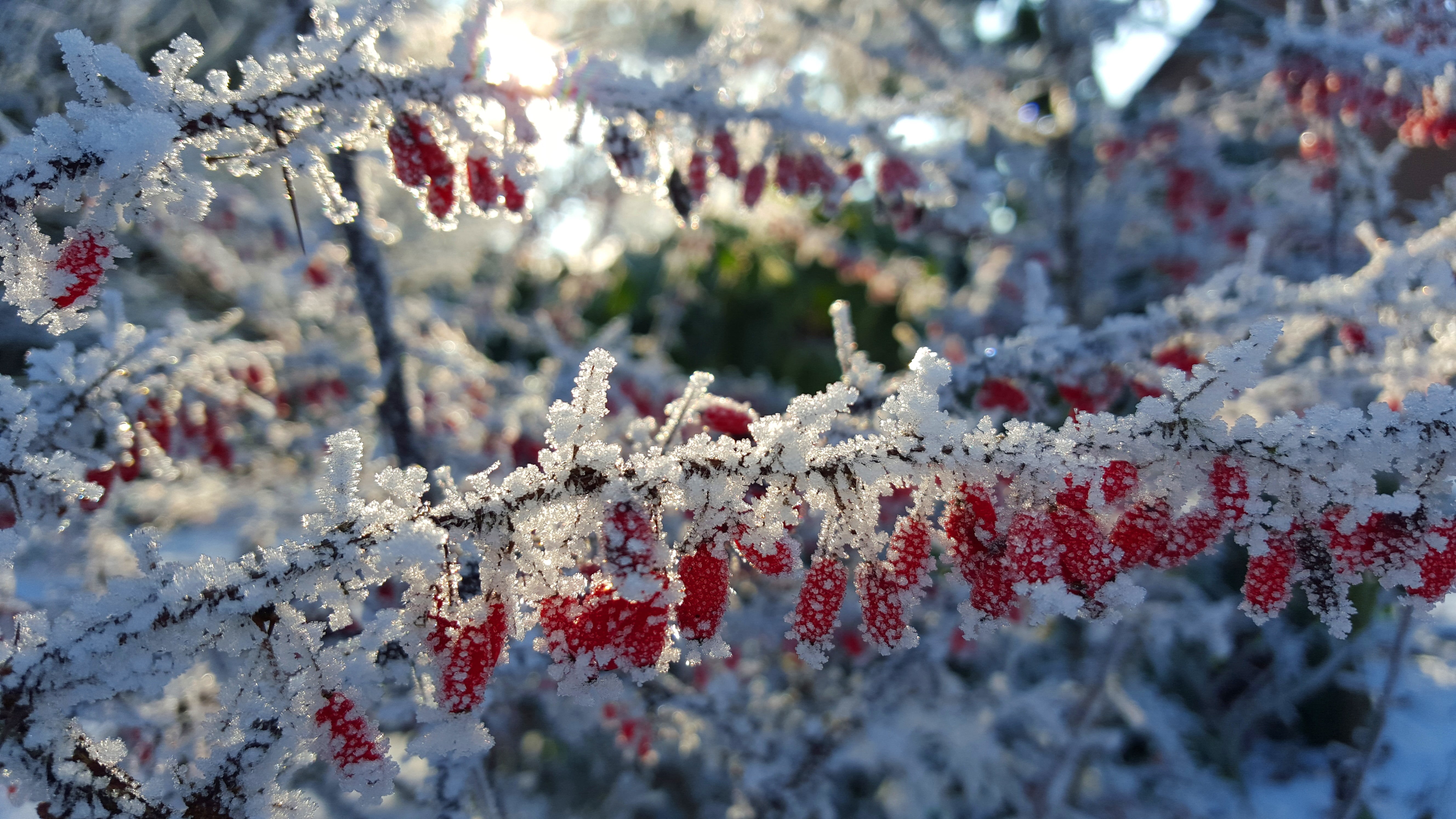 springtime, christmas, red, cherry blossom, freshness, no people, forest, leaves, flowers, beauty in nature, fruits, wintry, winter, white, cold temperature, HD Wallpaper