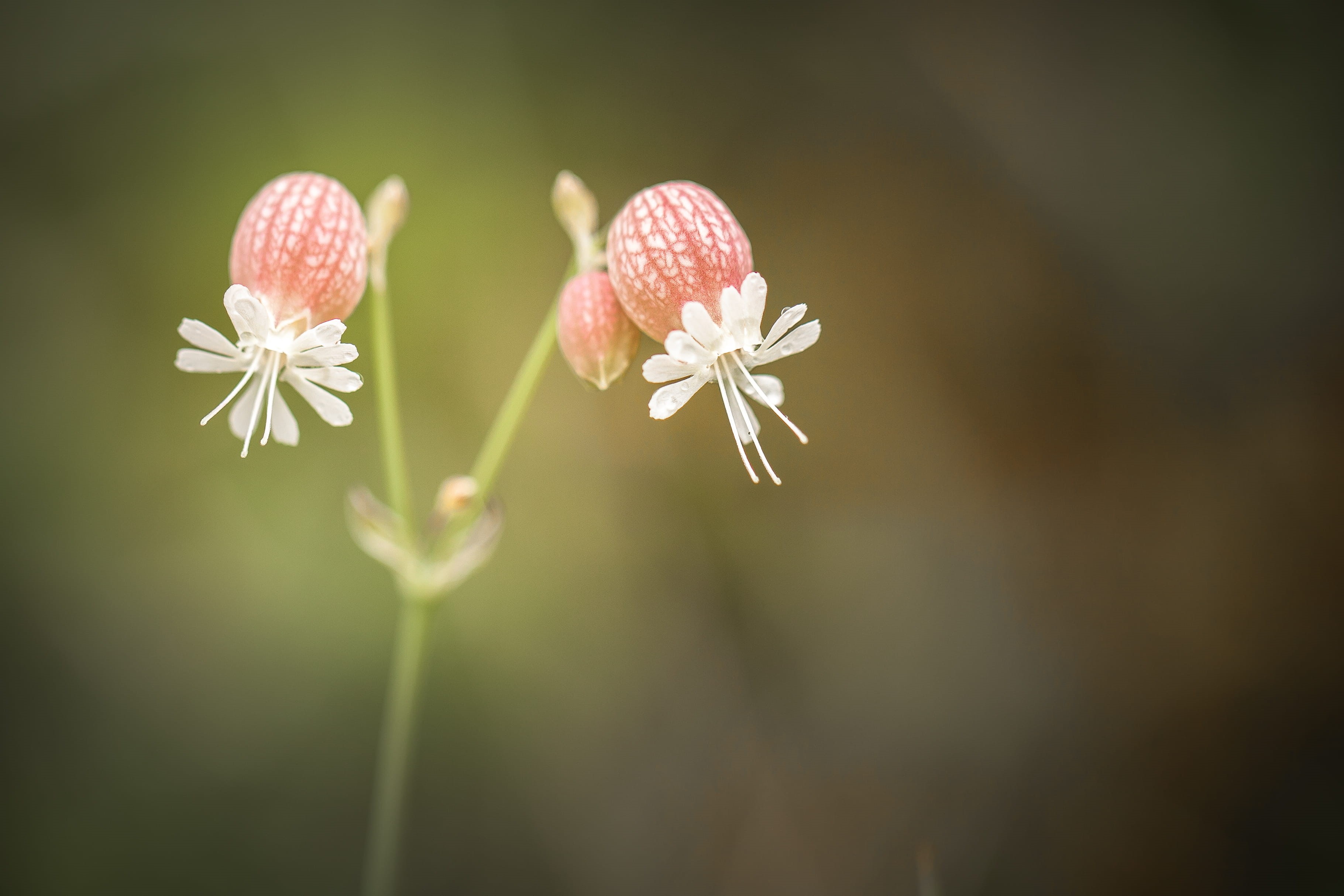 growth, vulnerability, photo, two, inflorescence, flowering plant, flower, 2K, petal, focus on foreground, summer, plant, flowers, freshness, green Color, HD Wallpaper