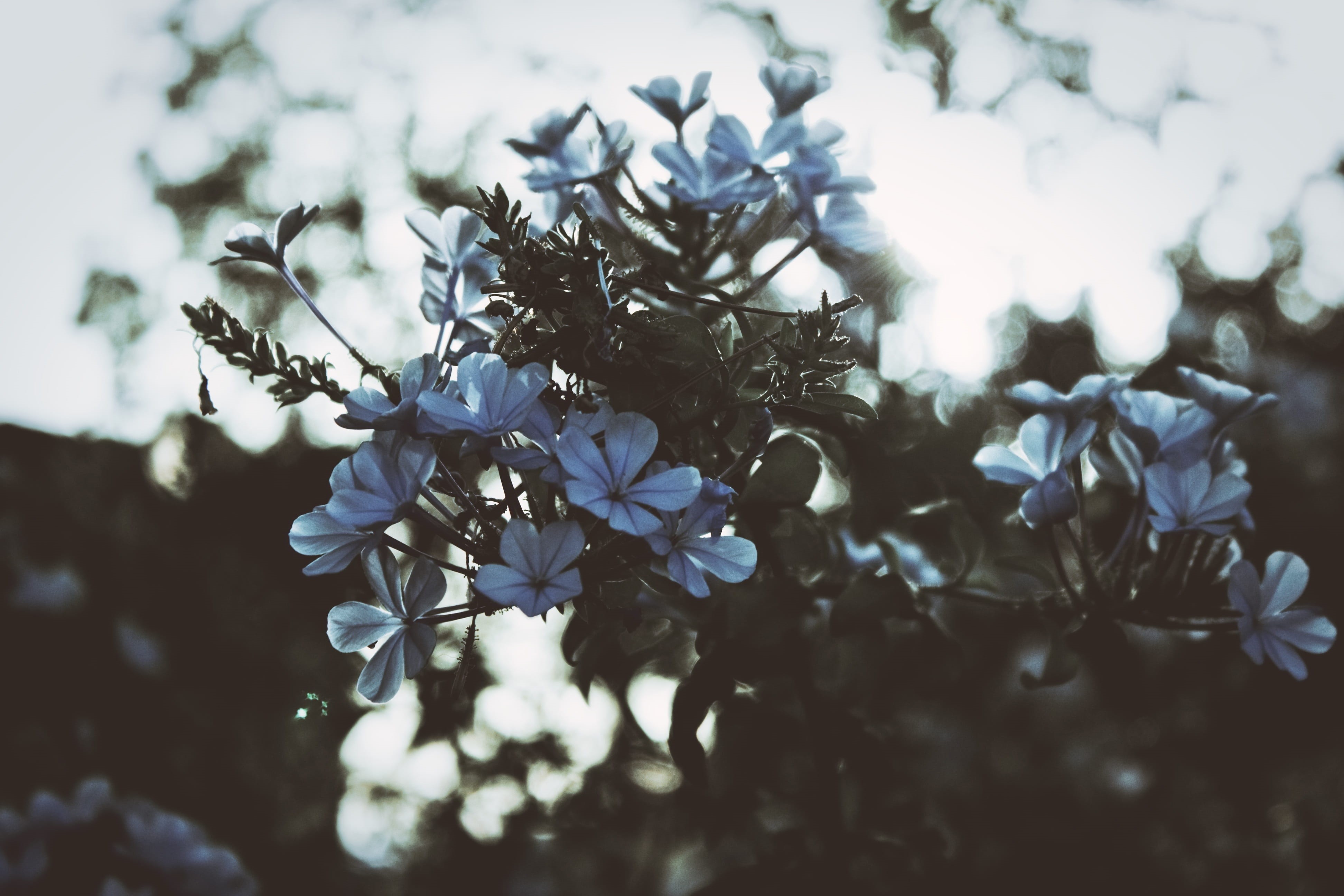 vintage, flower, pattern, day, growth, green, decoration, life, no people, tree, season, drawing, nature, bloom, vulnerability, earth, frame, flower head, HD Wallpaper