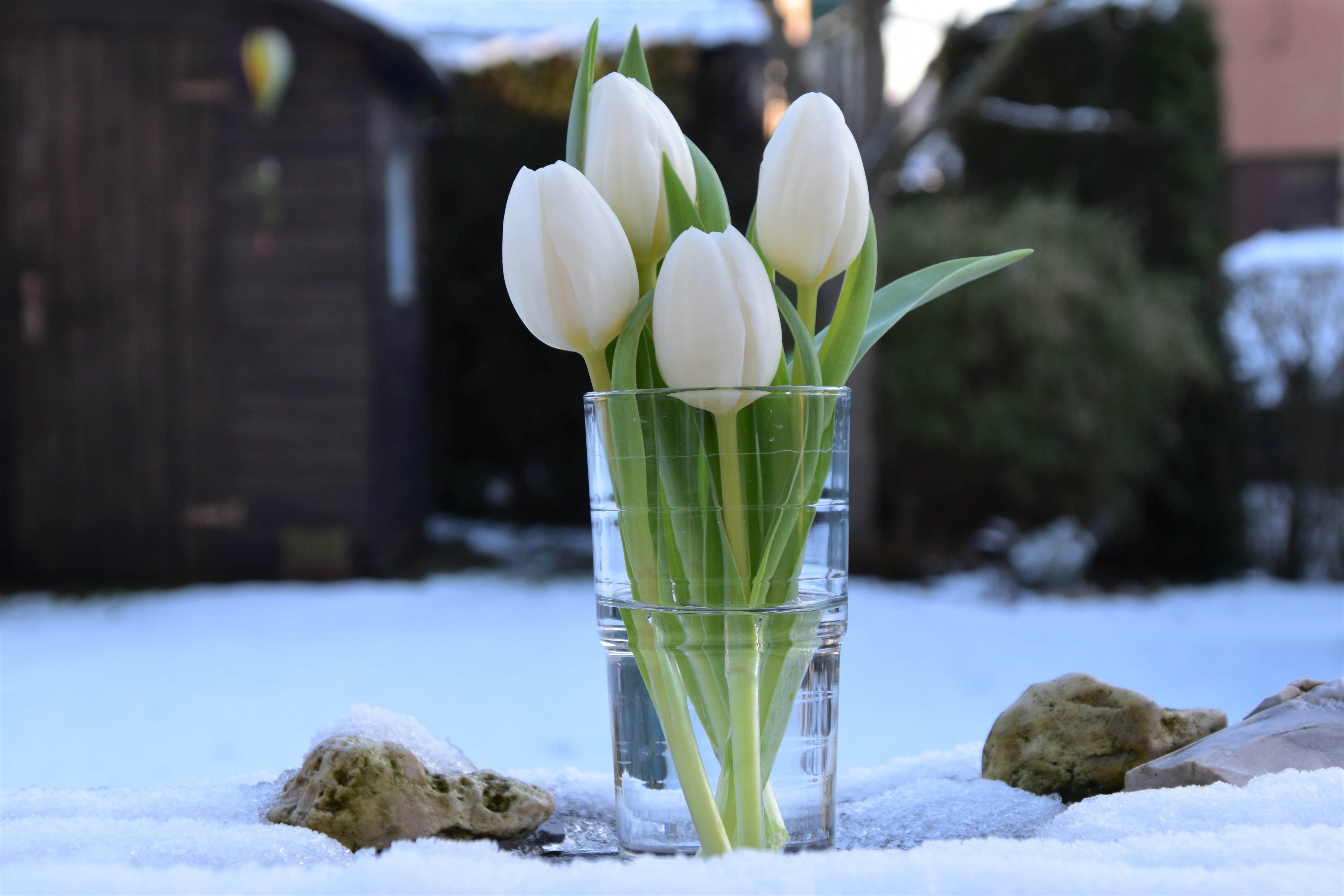 glass, experimental, no people, floral, flower bouquet, flower head, day, flowering plant, vulnerability, growth, plant, focus on foreground, white color, HD Wallpaper