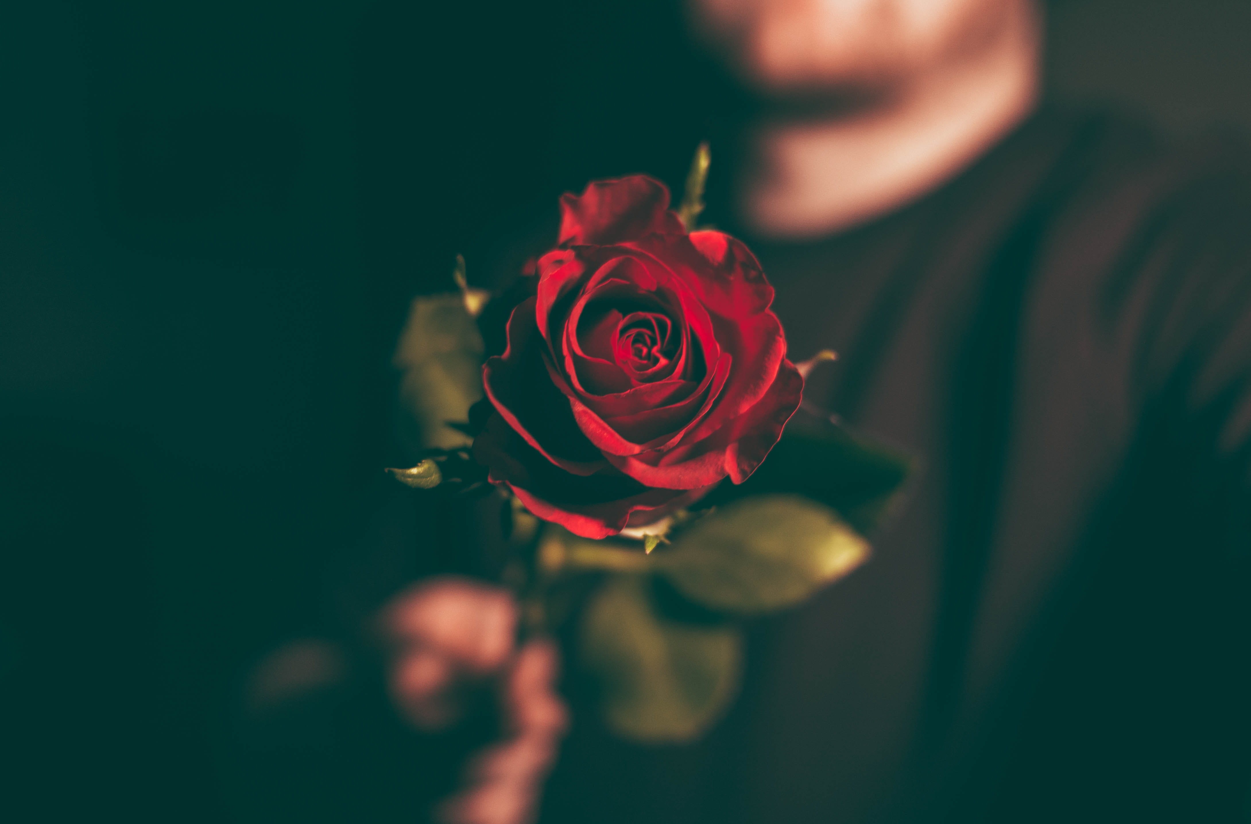 flower head, close-up photography, fragility, nature, photography, selective, crew-neck, vulnerability, plant, people, single Flower, close-up, flower, HD Wallpaper