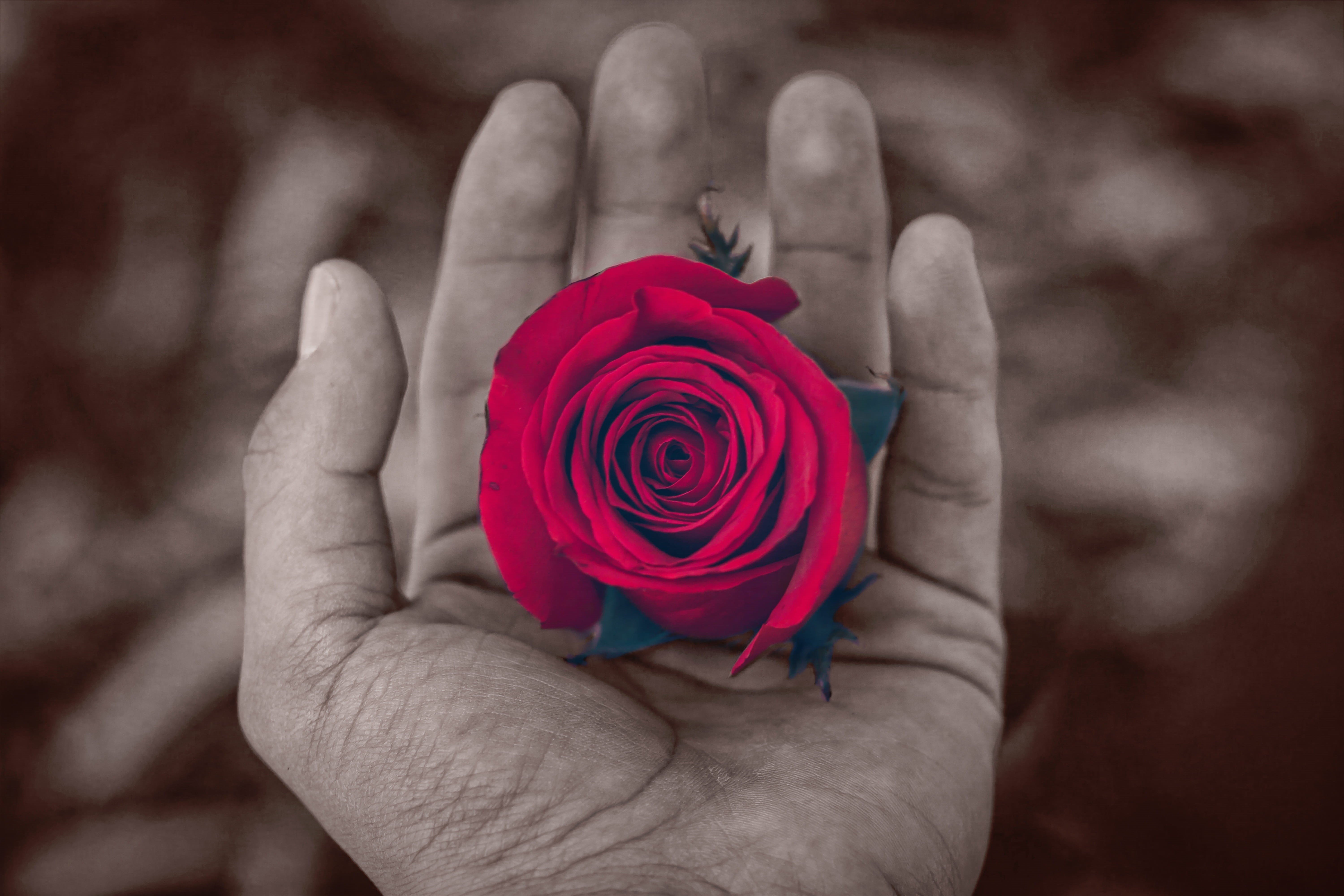 symbol, day, Contrast, Nature, close, holding, freshness, 5K, human body part, beauty in nature, vulnerability, flower, valentines Day - Holiday, painted, HD Wallpaper
