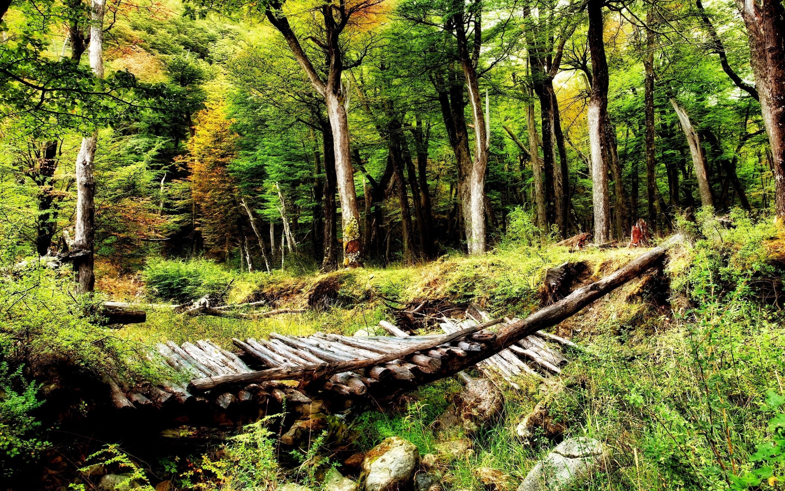 plant, old bridge, land, tranquility, broken, no people, tree, growth, Chile, Patagonia, landscape, shrubs, tree trunk, green, tranquil scene, woodland, HD Wallpaper