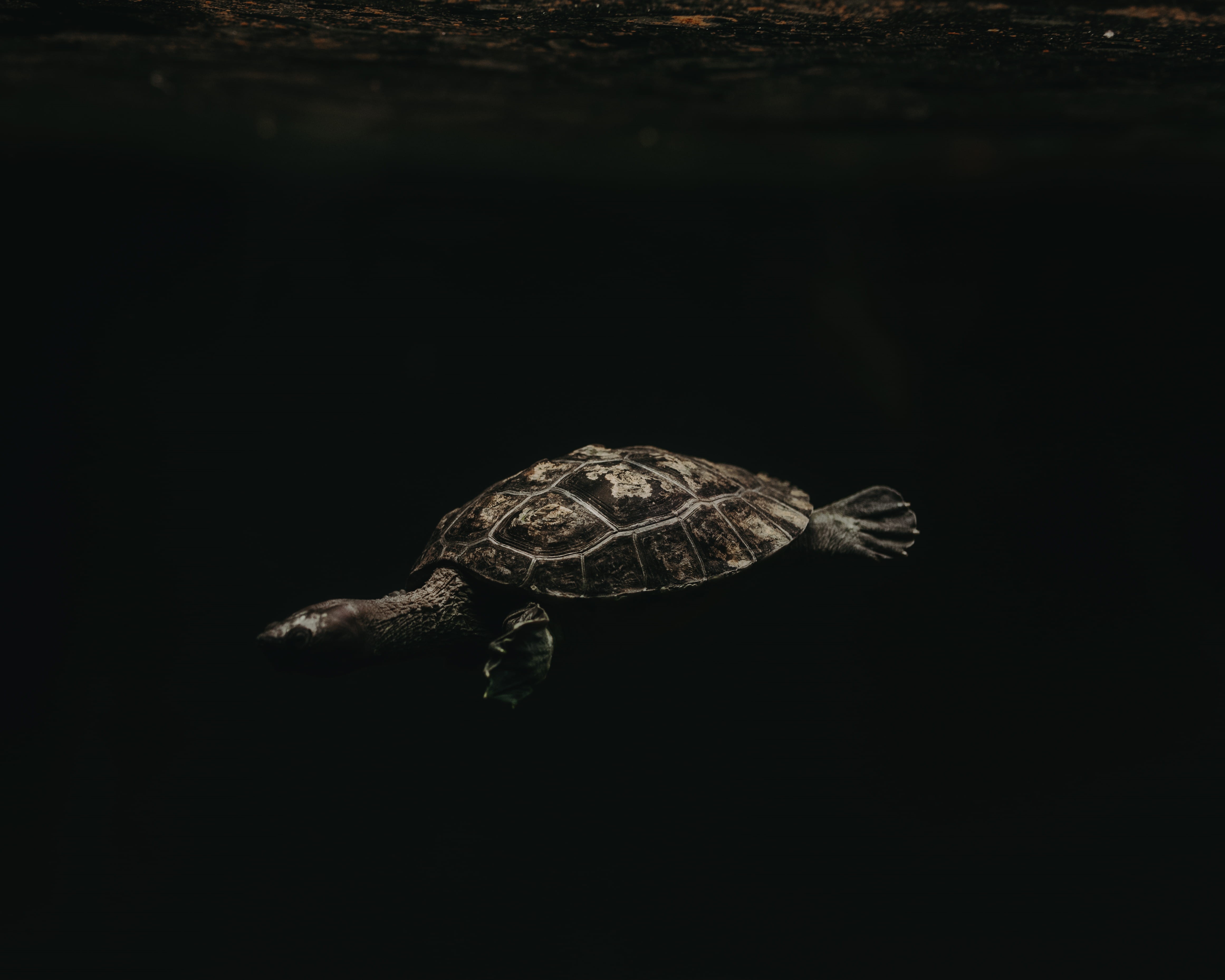 4K, animal shell, turtle, reptile, close-up, full length, copy space, animal themes, marine, indoors, animals in the wild, no people, animal, underwater, HD Wallpaper