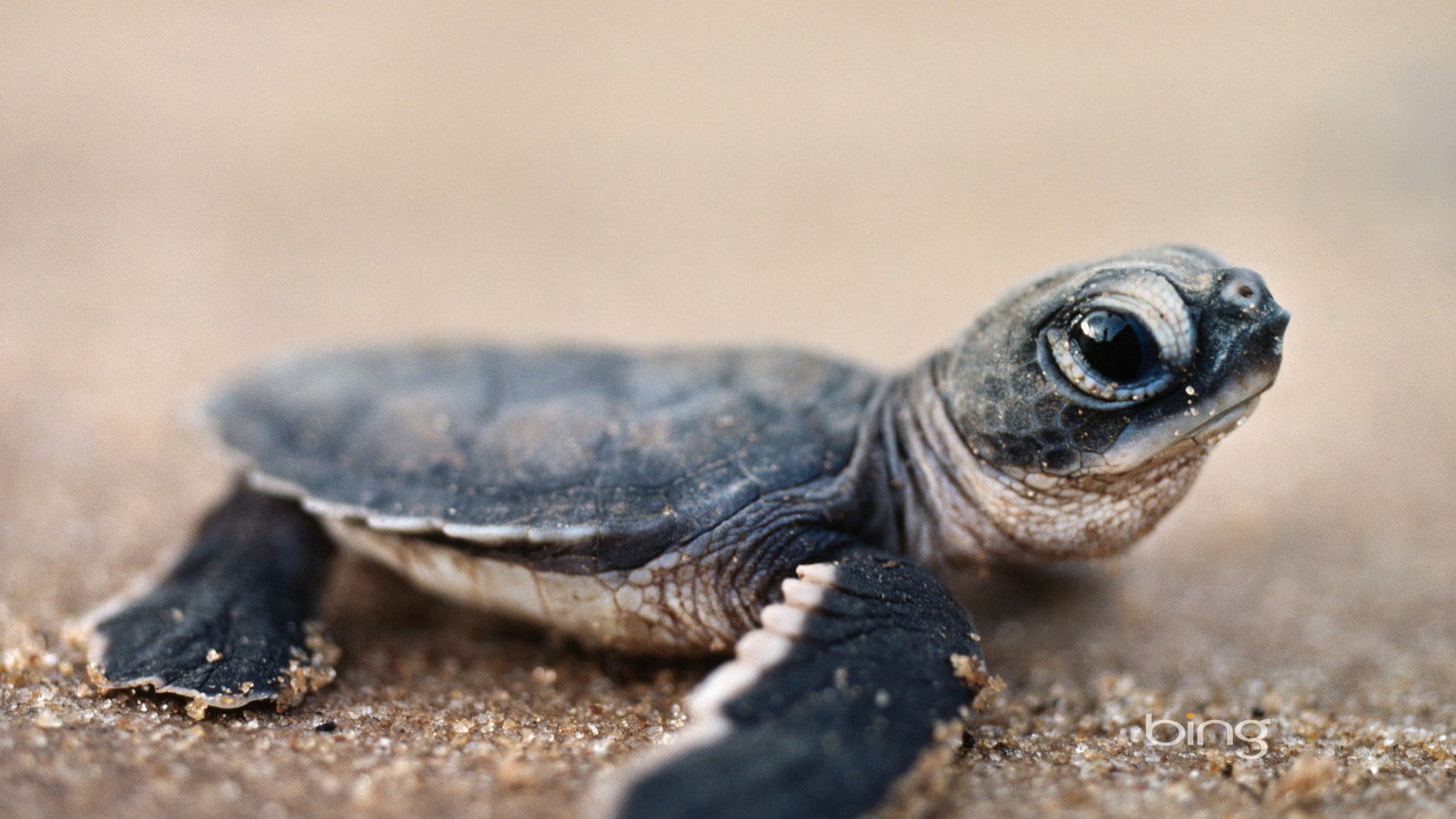 animal, mud turtle, stream, 1080P, terrapin, turtle, stone, snake, water, water snake, animals, vertebrate, reptile, HD Wallpaper