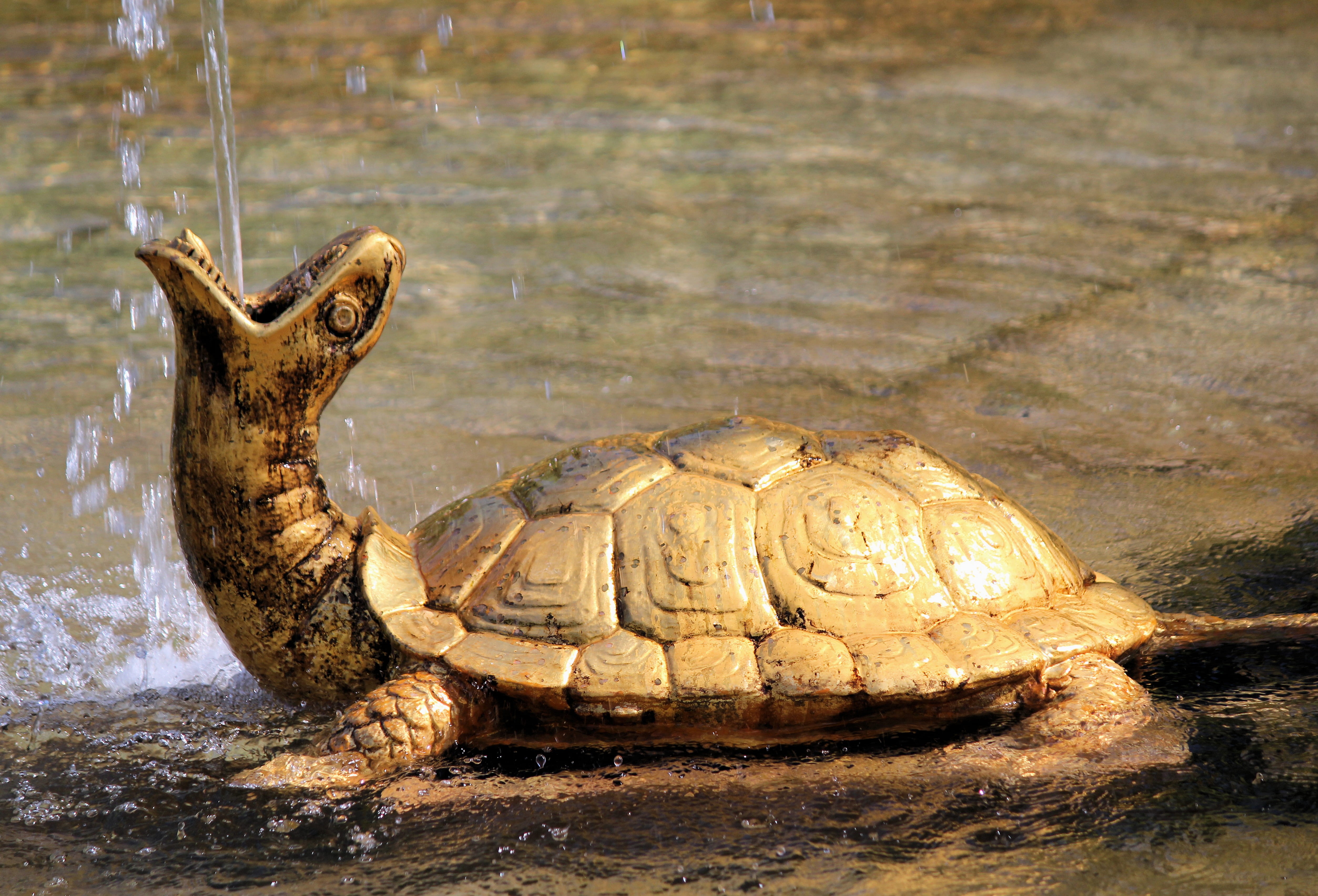 day, no people, russia, reptile, lizard, nature, animals in the wild, seashell, fountain, water, invertebrate, shell, outdoors, animal wildlife, sea turtle, HD Wallpaper