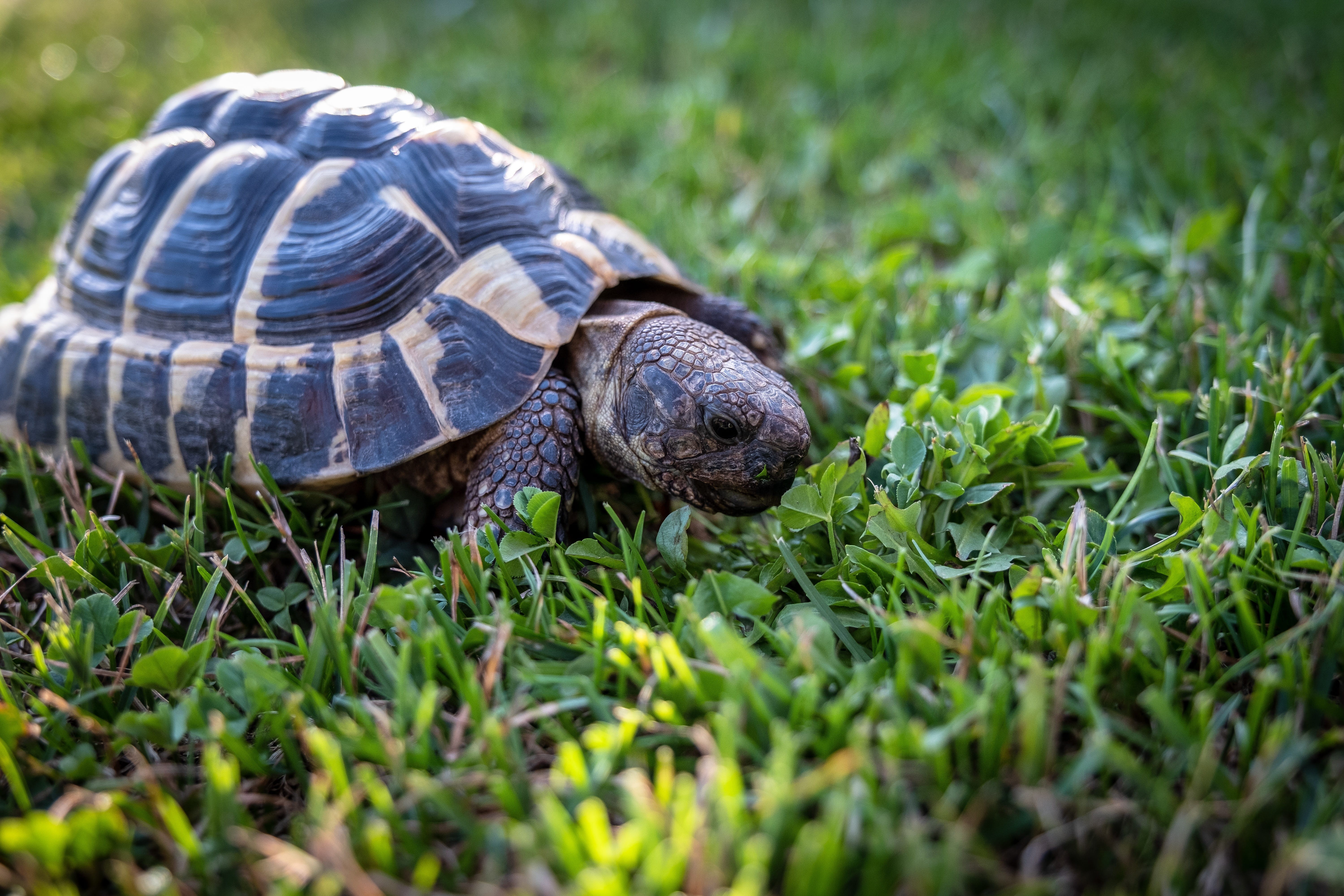 feeding, slowly, selective focus, nature, tortoise, green color, 5K, grass, land, surface level, plant, close-up, panzer, animal, animals in the wild, HD Wallpaper