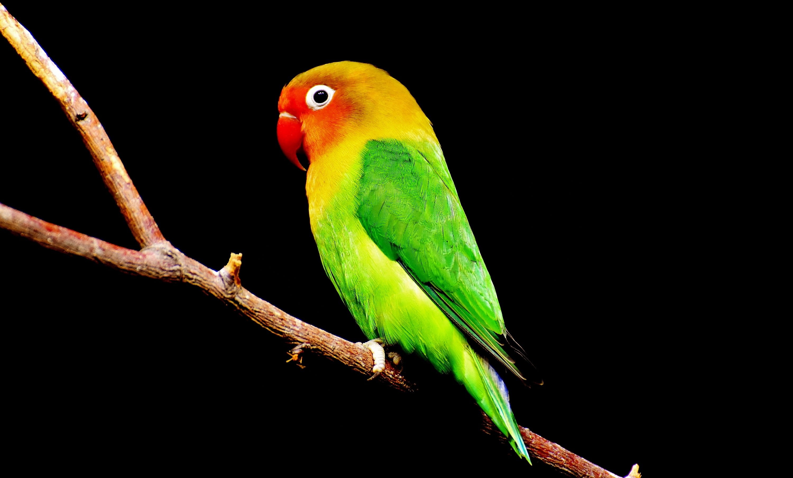 plumage, perching, profile view, tree, no people, black background, parakeet, animal, animal themes, close-up, color, parrot, green, colorful plumage, animal wildlife, HD Wallpaper