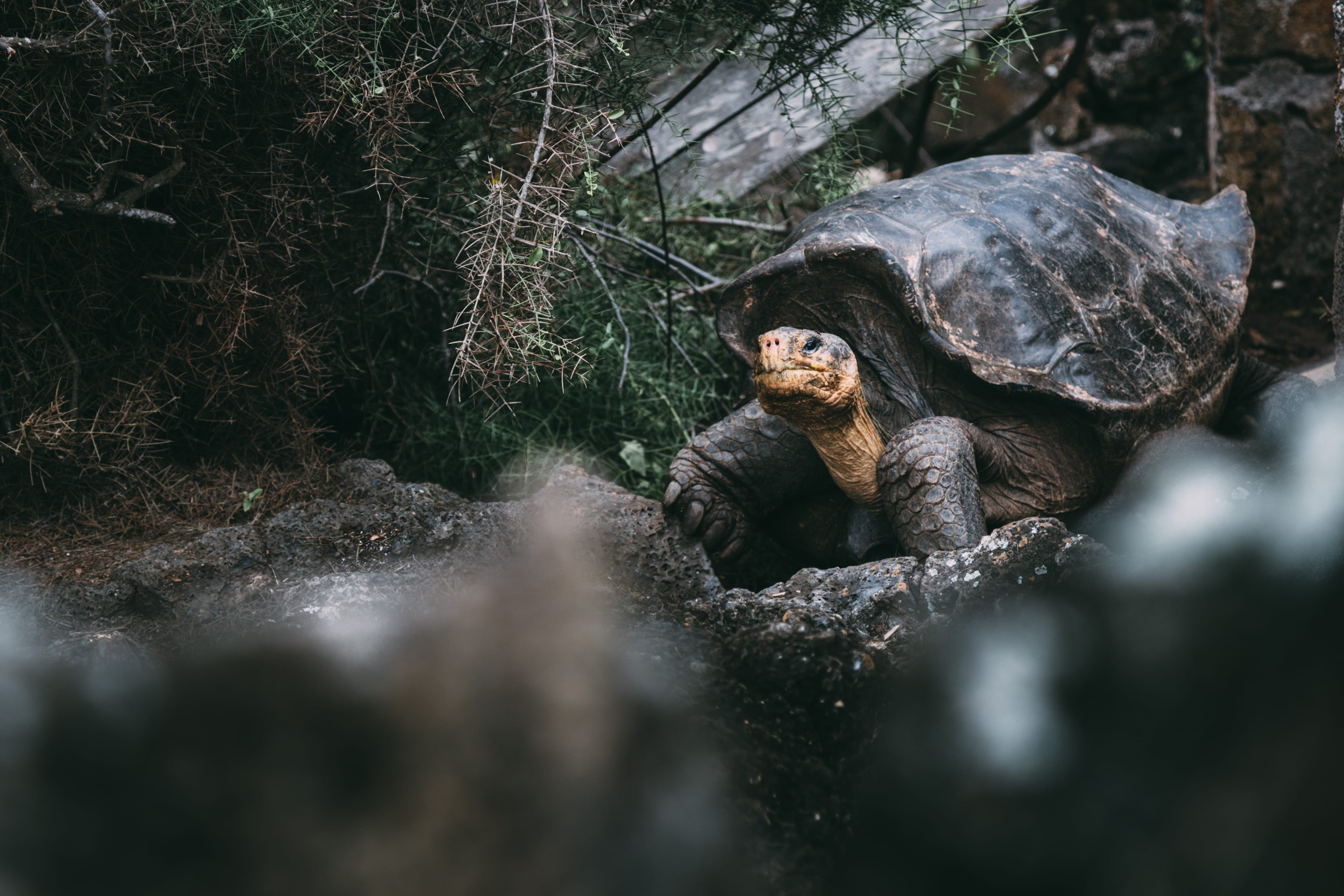 reptile, outdoor, plant, vacations, land, dark, zoo, monkey, day, tortoise, ecuador, wild, one animal, black, outdoors, sea life, mammal, brown, island, HD Wallpaper