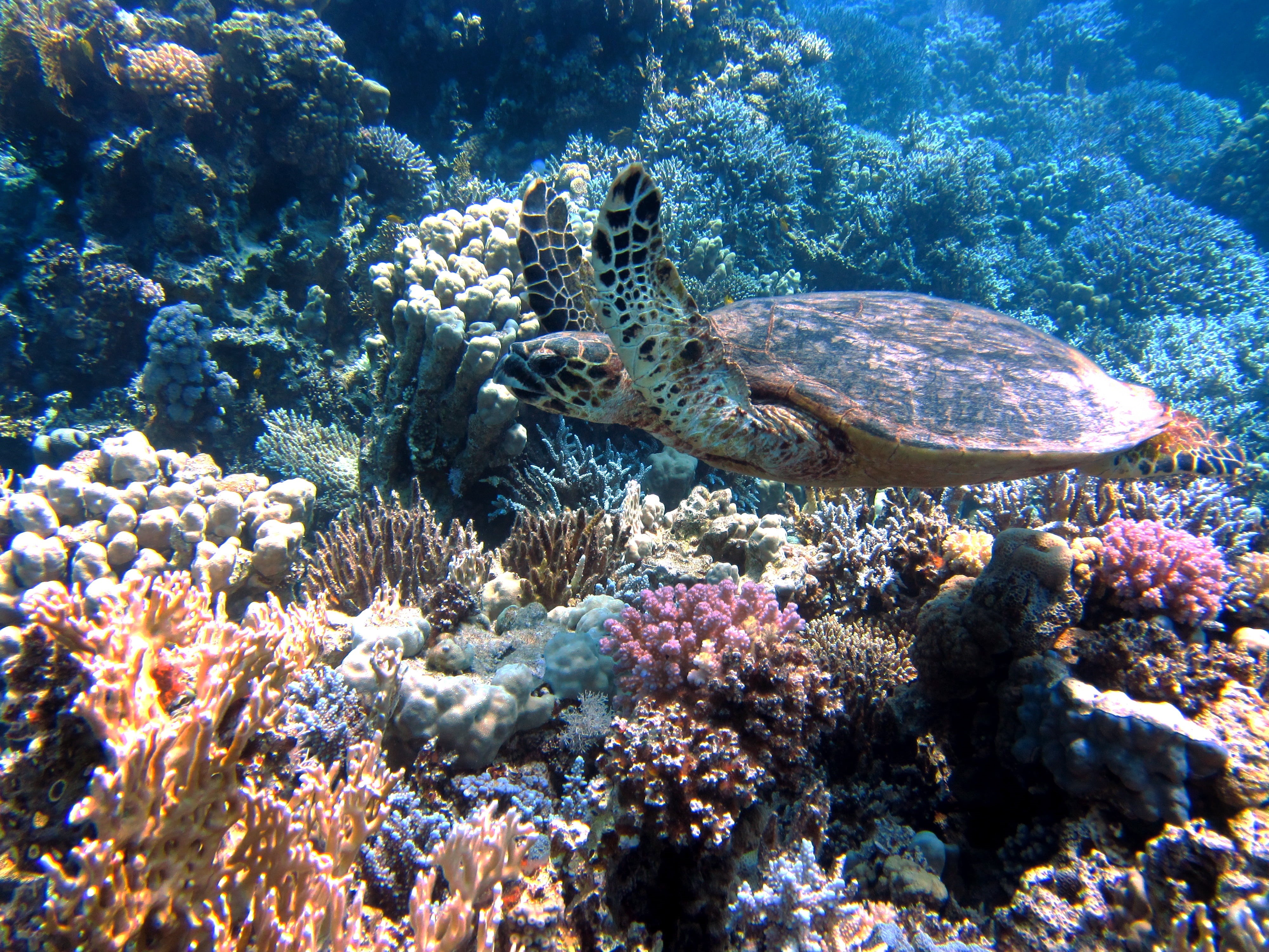 ocean, reptile, nature, ecosystem, vertebrate, blue, sea life, one animal, wildlife, no people, swimming, photo, reef, diving, turtle, tortoise, meeresbewohner, HD Wallpaper