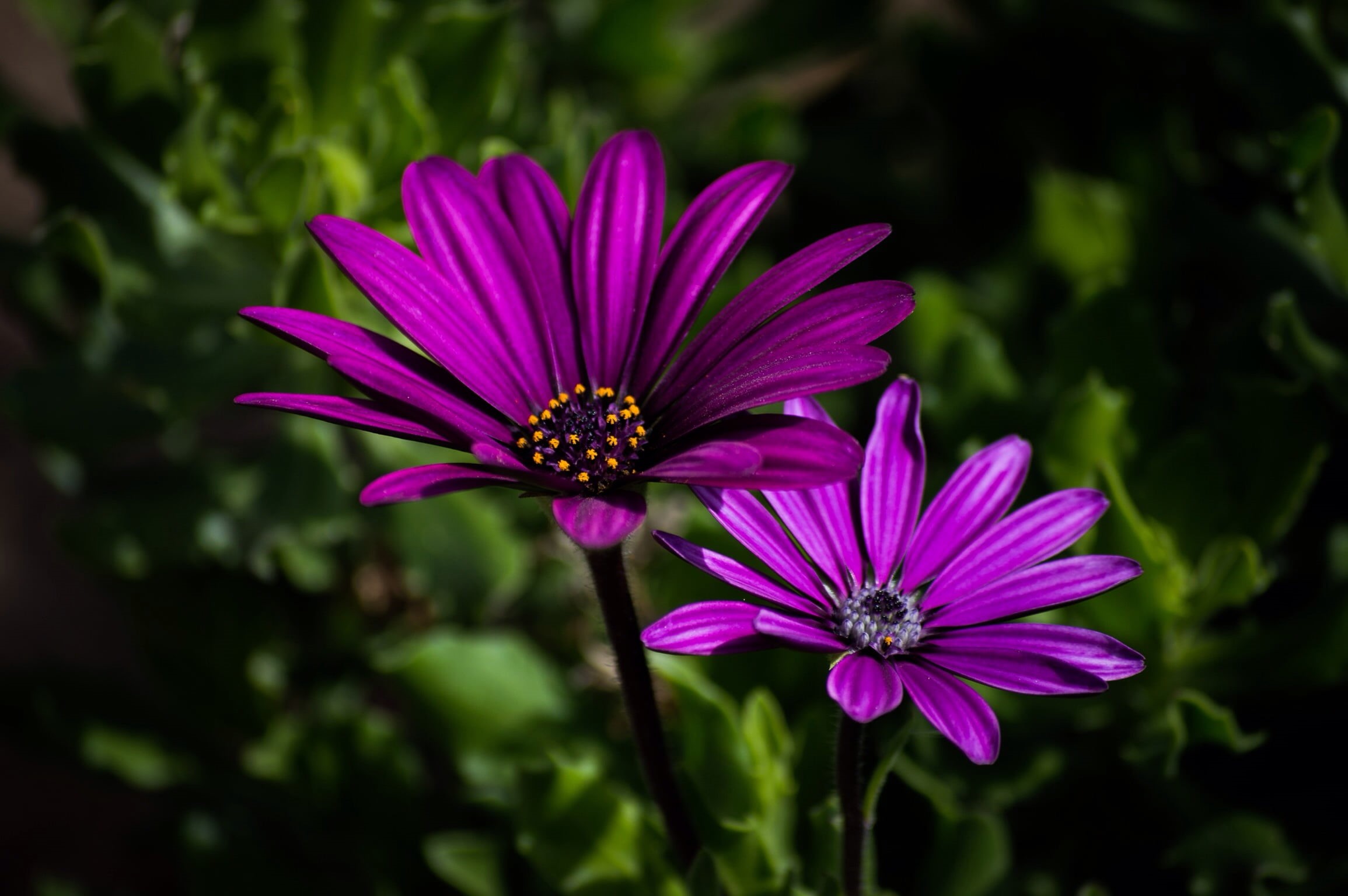 purple, petal, two, flower, 1080P, close-up, flowers, petaled, plant, summer, nature, macro, beauty In Nature, photography, HD Wallpaper