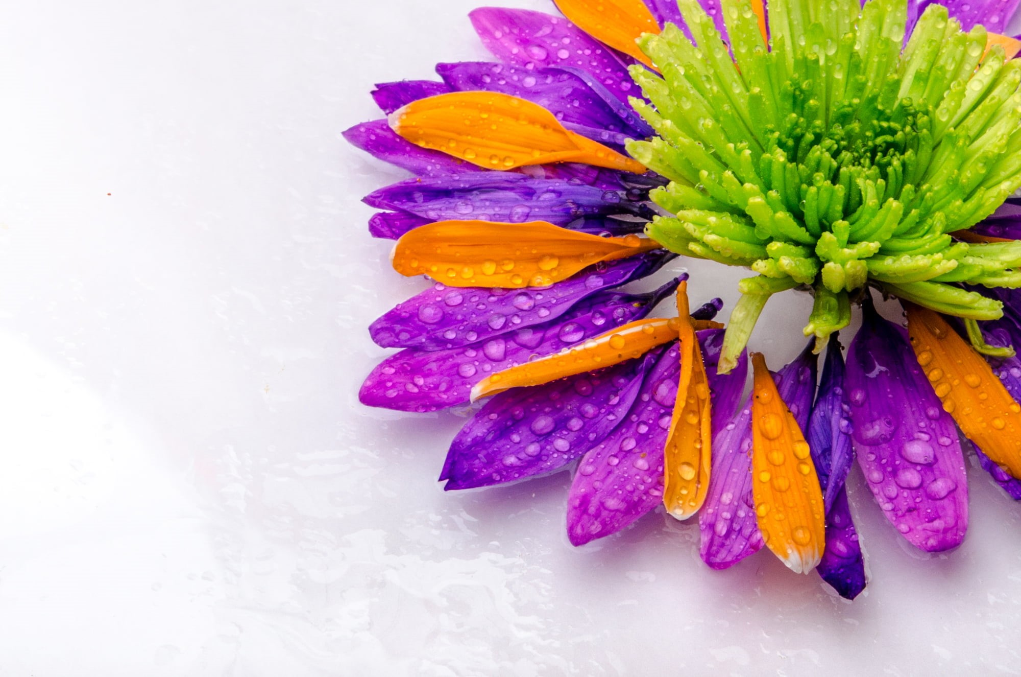 petals, flower, plant, petal, purple, orange, 1080P, green, close-up, nature, HD Wallpaper