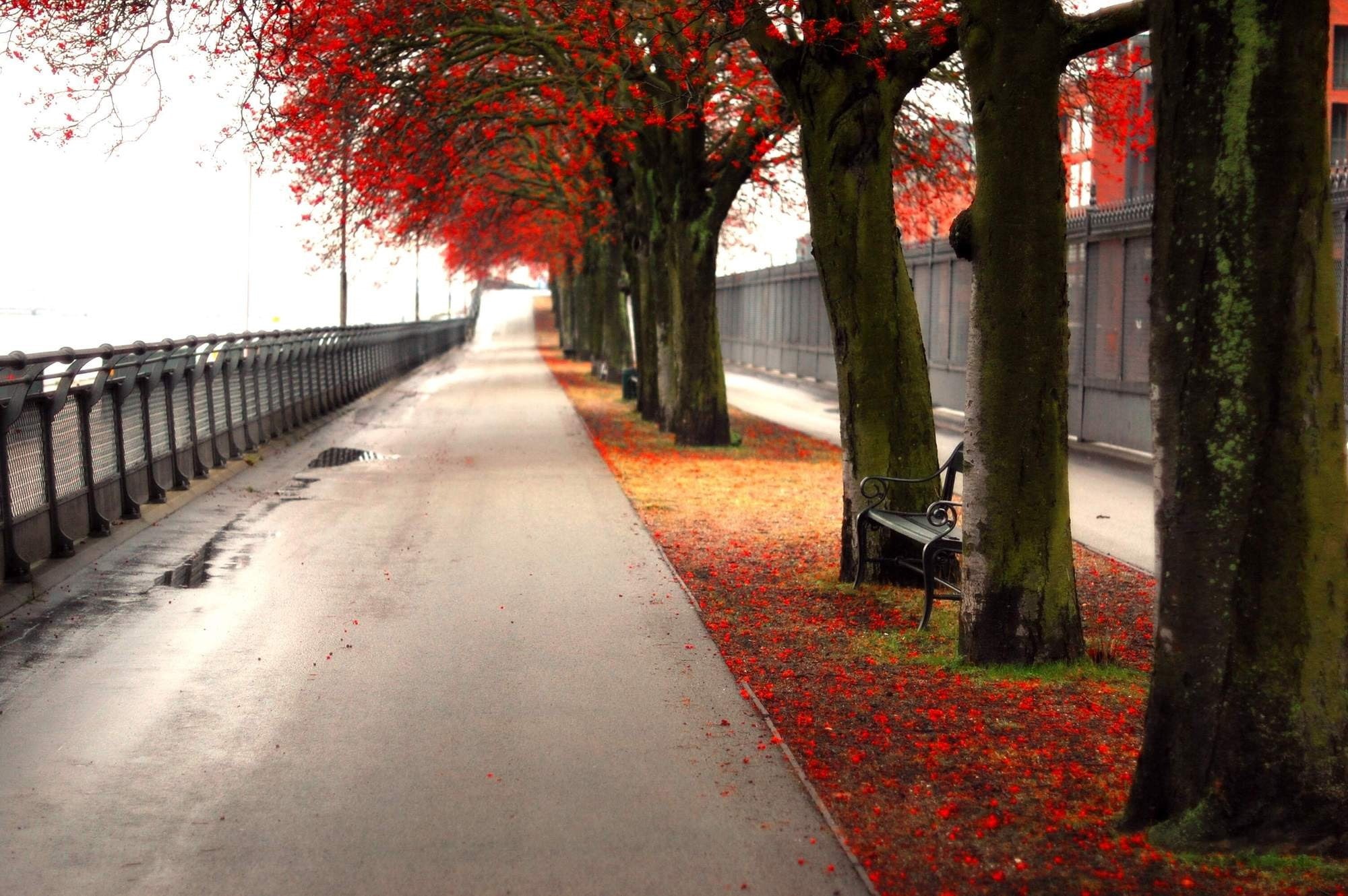 growth, fall, diminishing perspective, bench, 1080P, road, outdoors, treelined, urban, day, footpath, trunk, transportation, plant, autumn, direction, HD Wallpaper